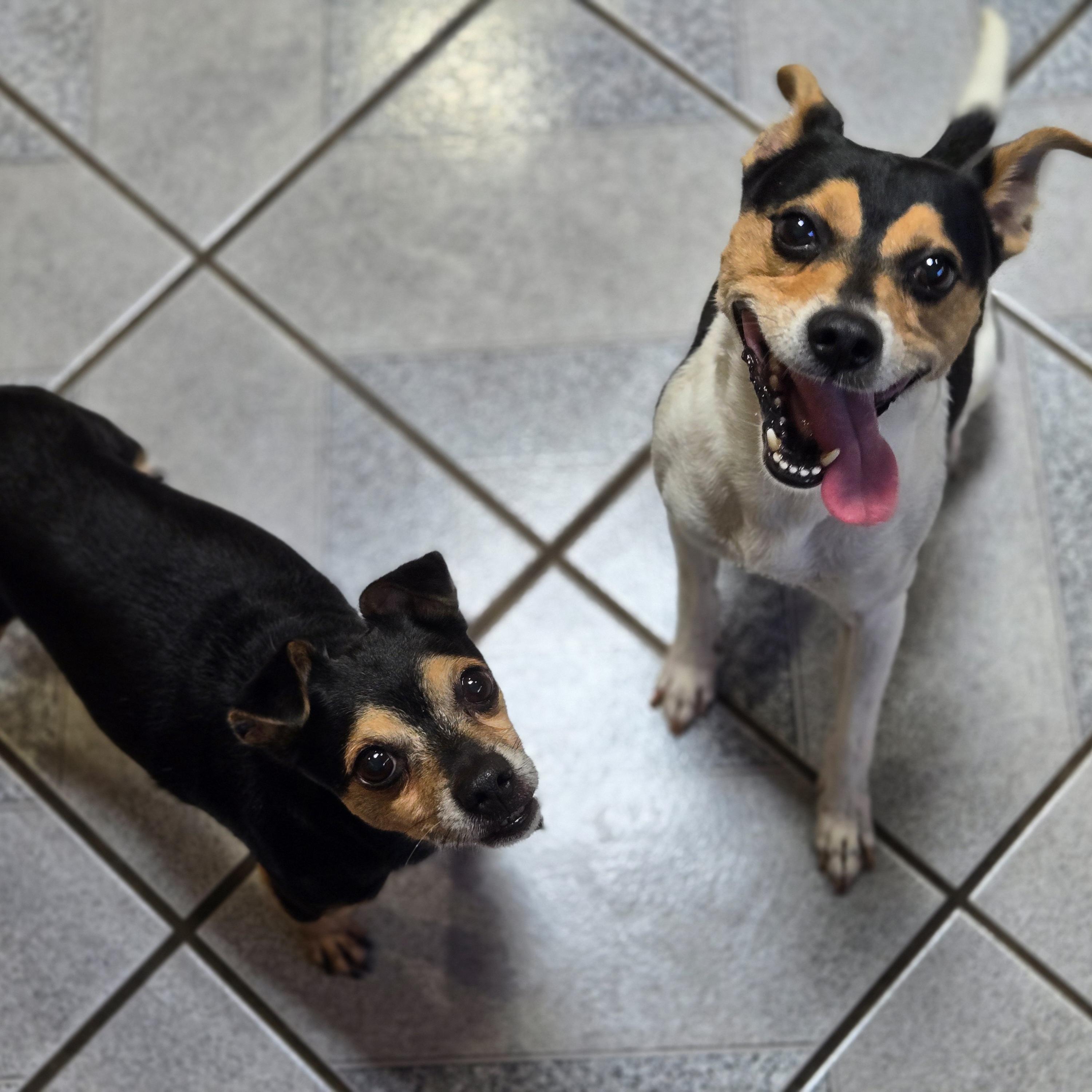 Ricky, a ADOPTABLE mixed breed in Normal, IL image 3/4