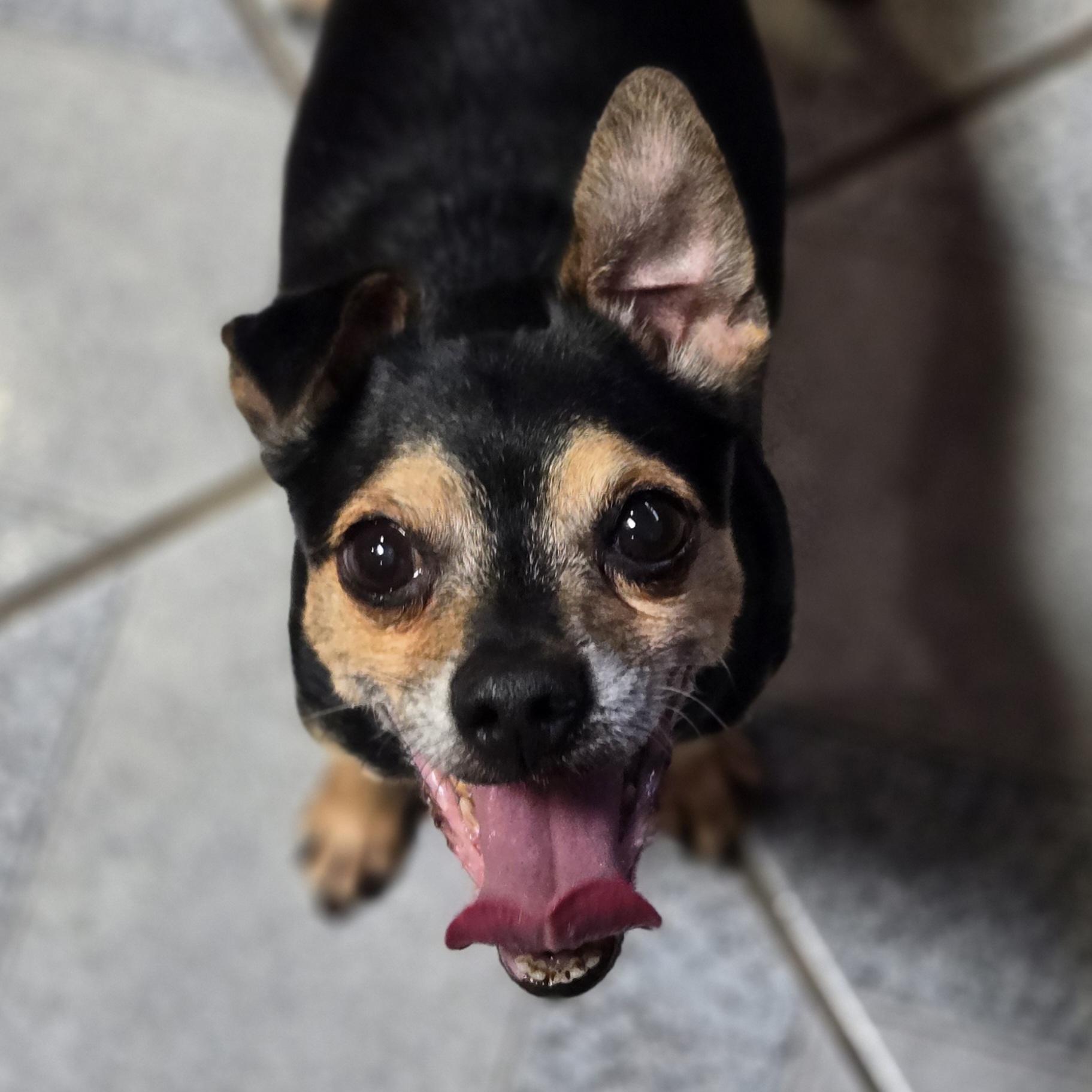 Ricky, a ADOPTABLE mixed breed in Normal, IL image 1/4