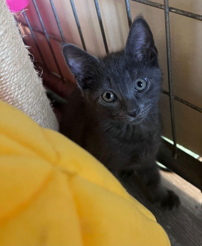 Nimbus, Adoptable, Kitten Male Domestic Short Hair.