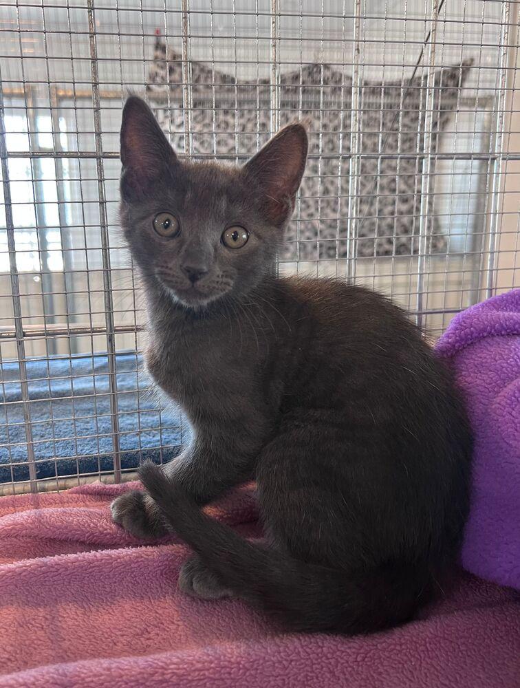 Enlarge Nimbus, a Adoptable Domestic Short Hair in McPherson, KS image 2/3