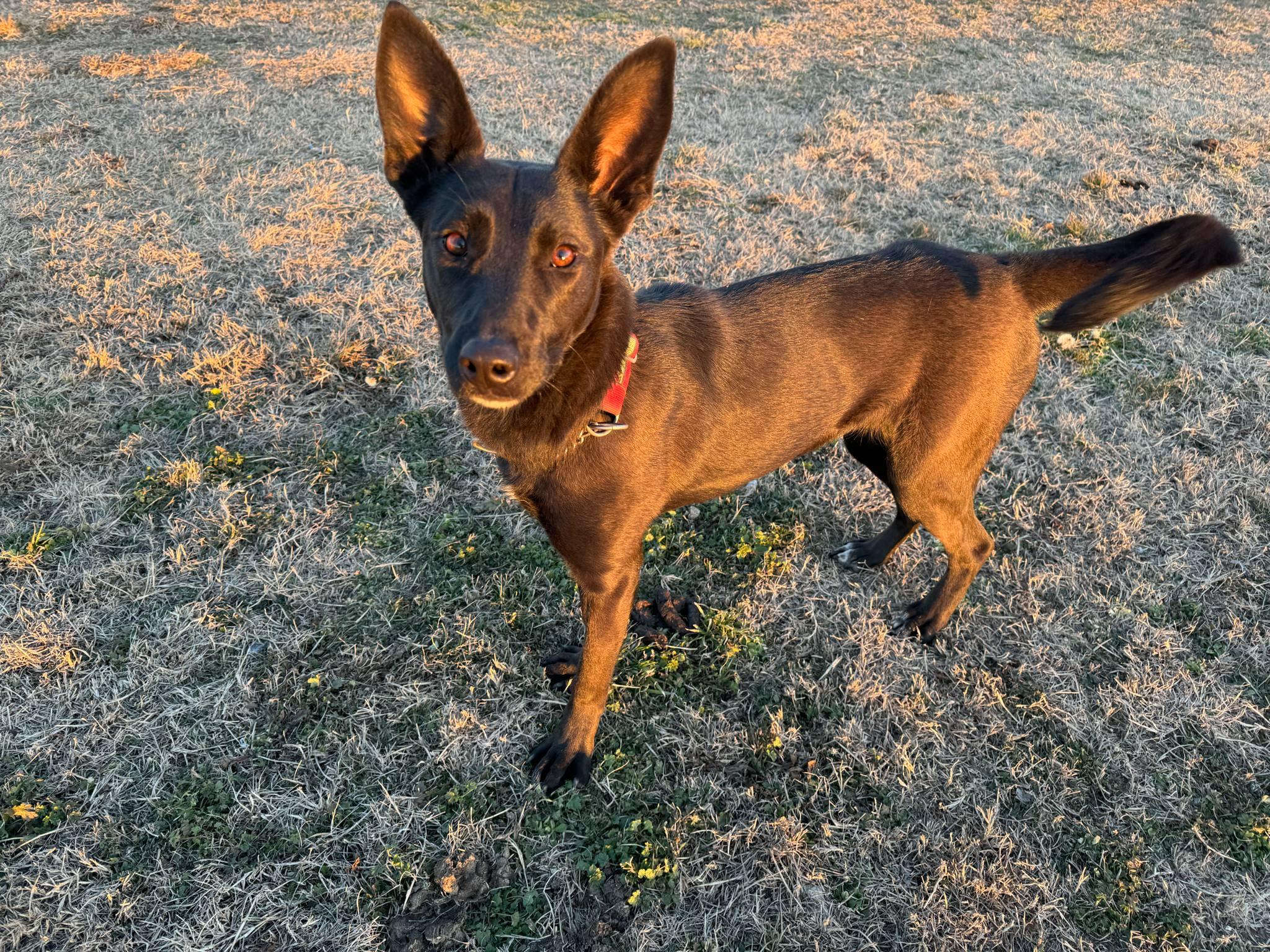 Enlarge Raven, a Adopted mixed breed in Denver, CO image 1/5