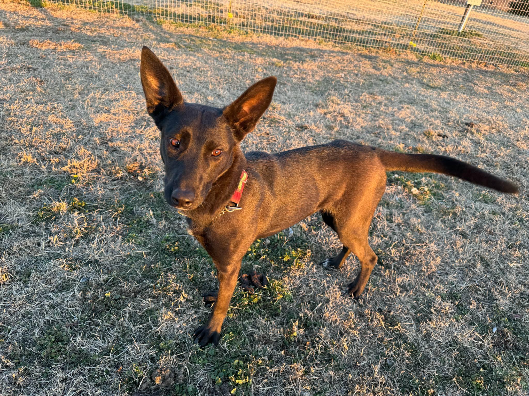 Enlarge Raven, a Adopted mixed breed in Denver, CO image 2/5