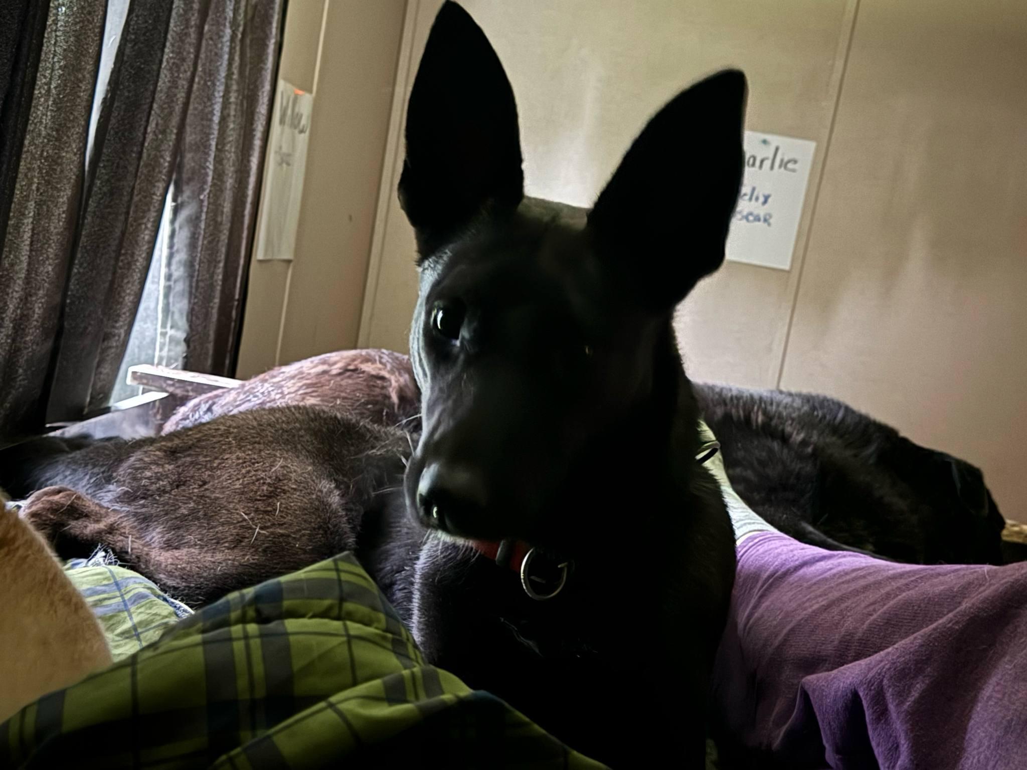 Enlarge Raven, a Adopted mixed breed in Denver, CO image 3/5