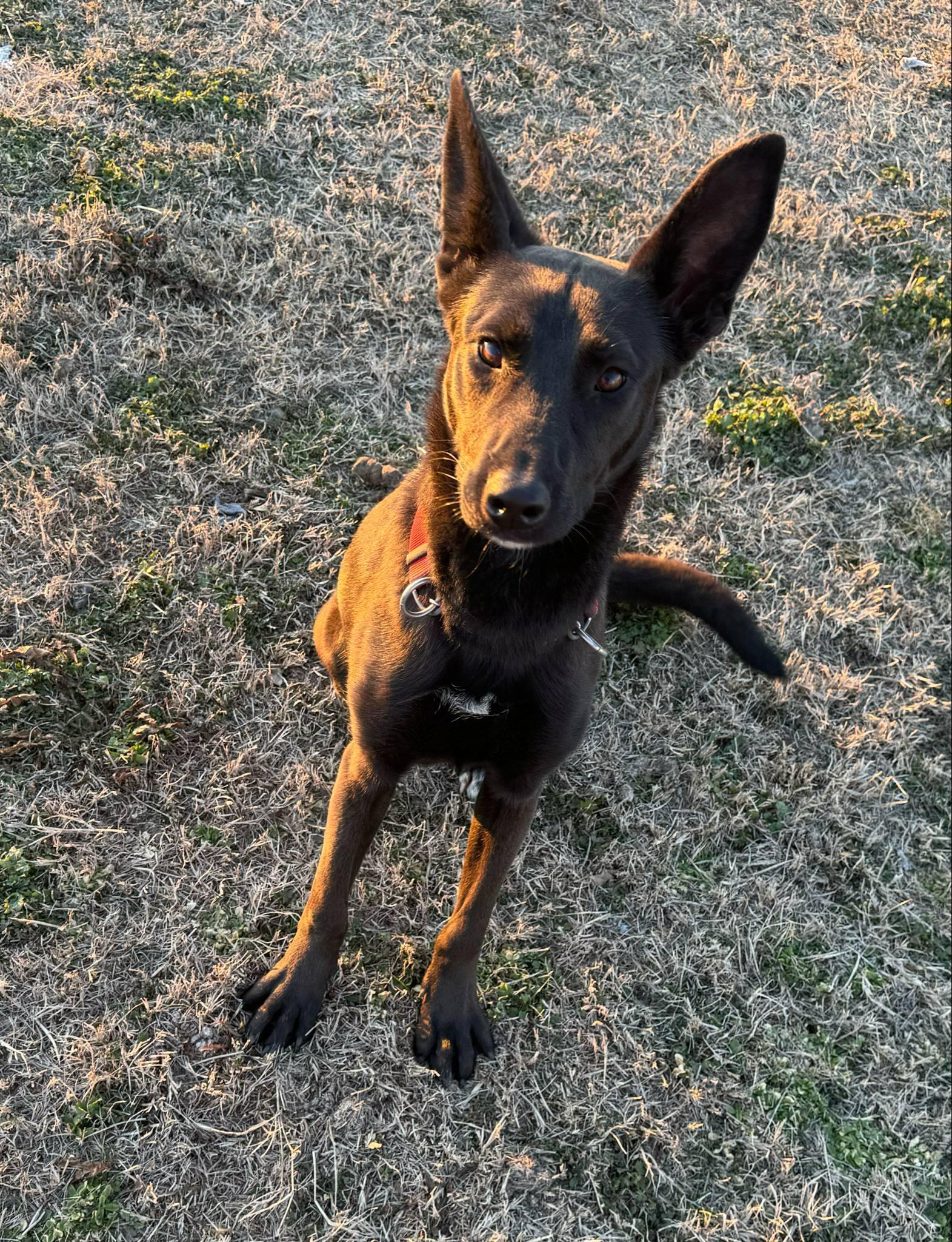 Enlarge Raven, a Adopted mixed breed in Denver, CO image 4/5