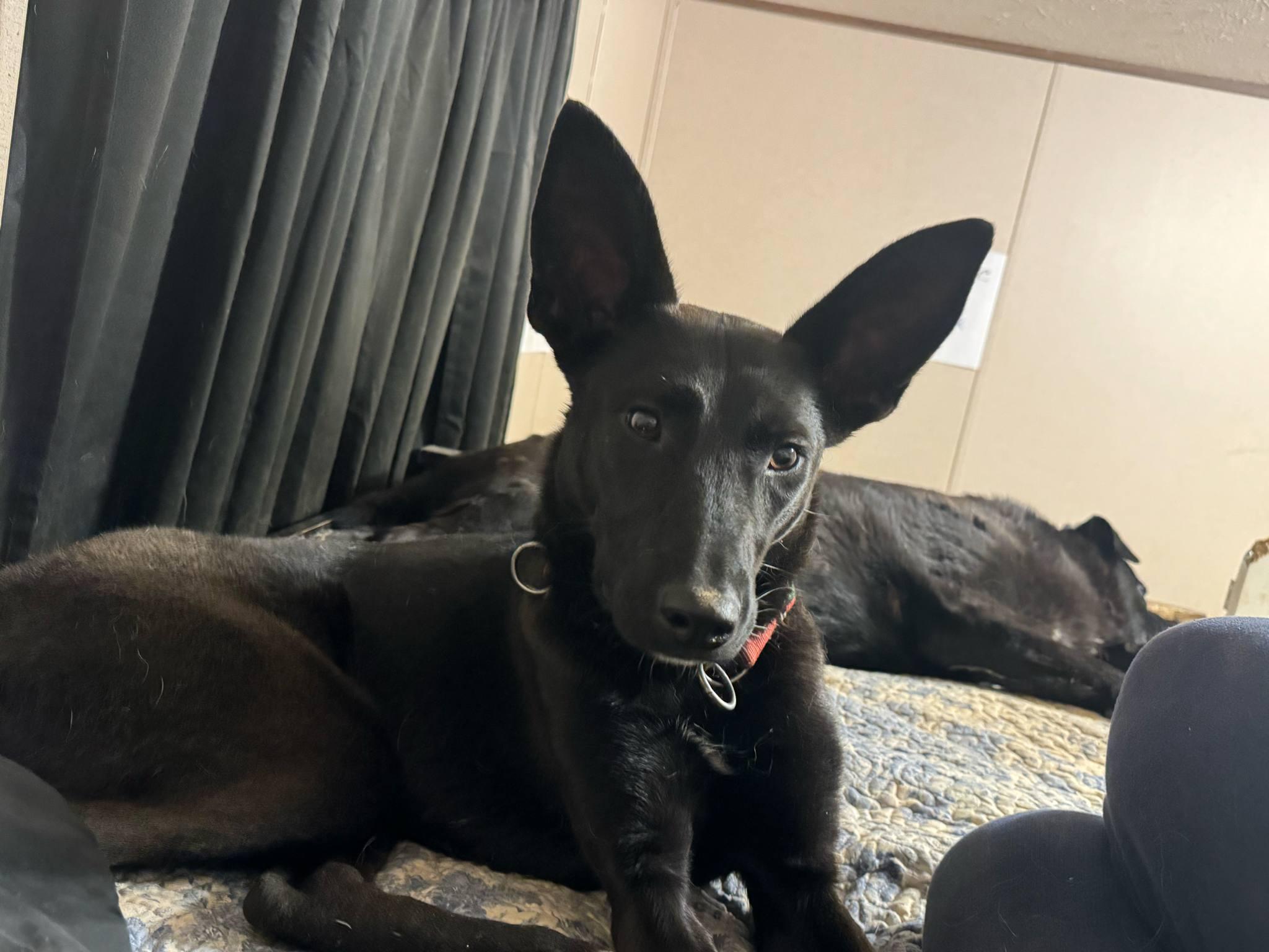 Enlarge Raven, a Adopted mixed breed in Denver, CO image 5/5