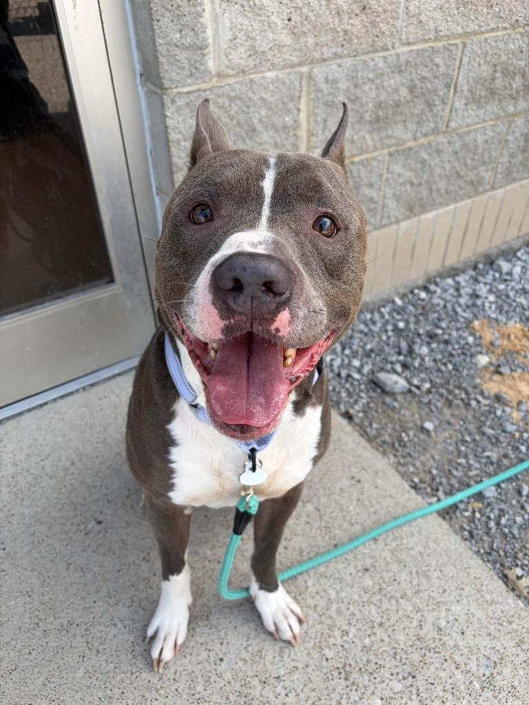 Enlarge Zues, a Adoptable Pit Bull Terrier in Morgantown, KY image 1/2
