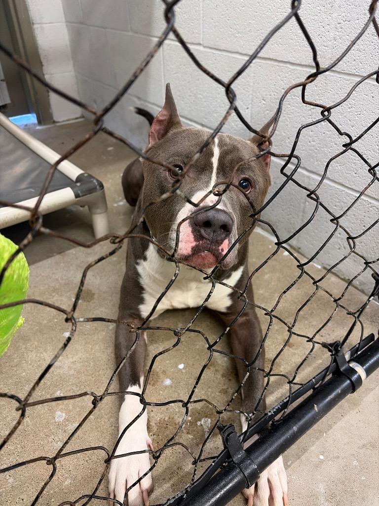 Enlarge Zues, a Adoptable Pit Bull Terrier in Morgantown, KY image 2/2
