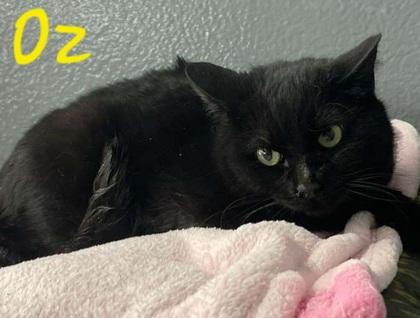 Oz, Adult Male Domestic Short Hair