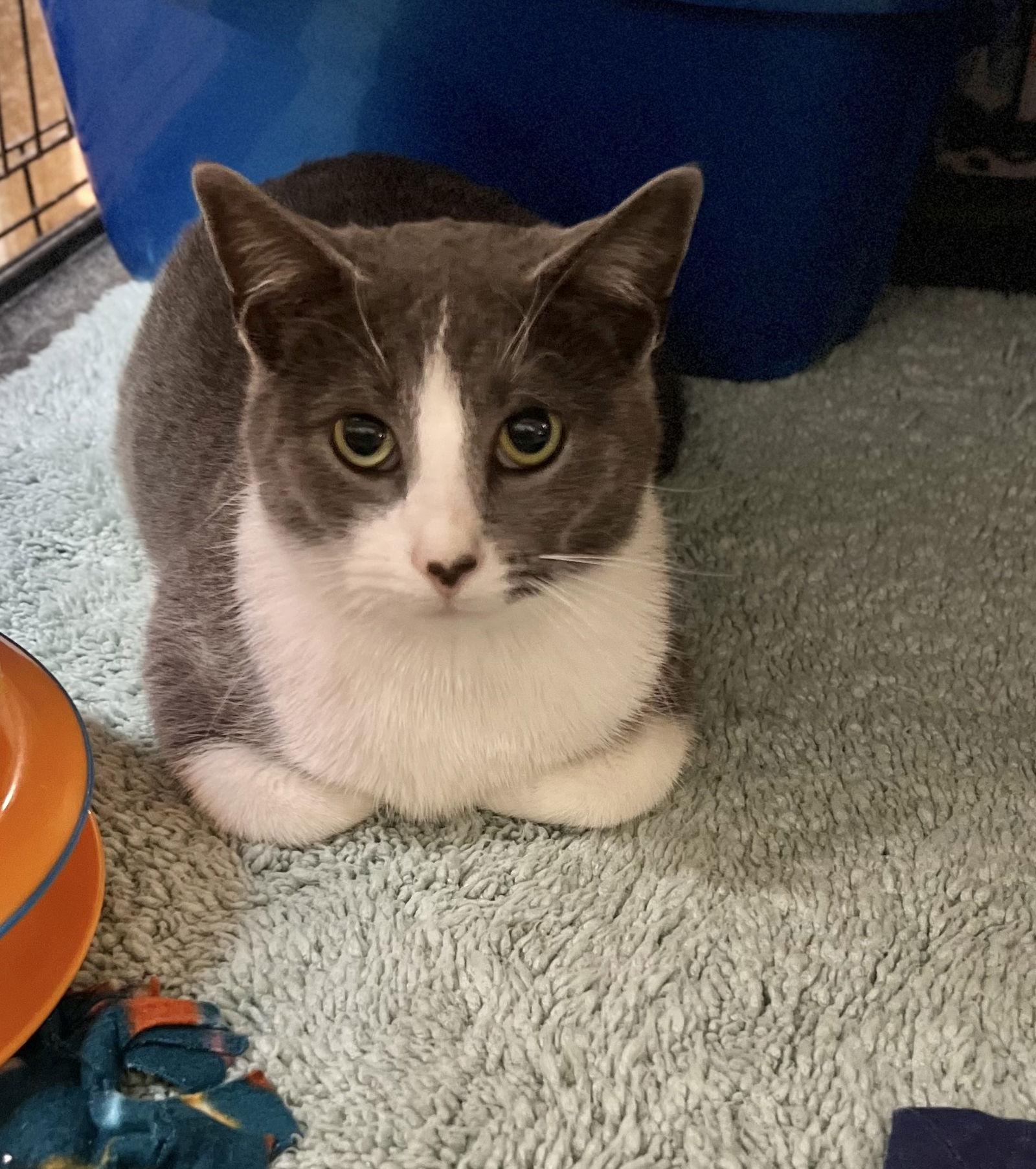 Ozzy, Adoptable, Young Male Domestic Short Hair.