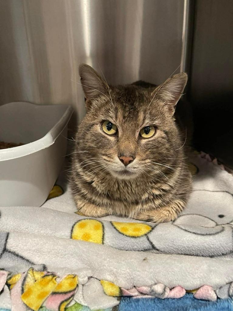 Enlarge Earl Grey, a Adoptable mixed breed in Ashland, WI image 1/2
