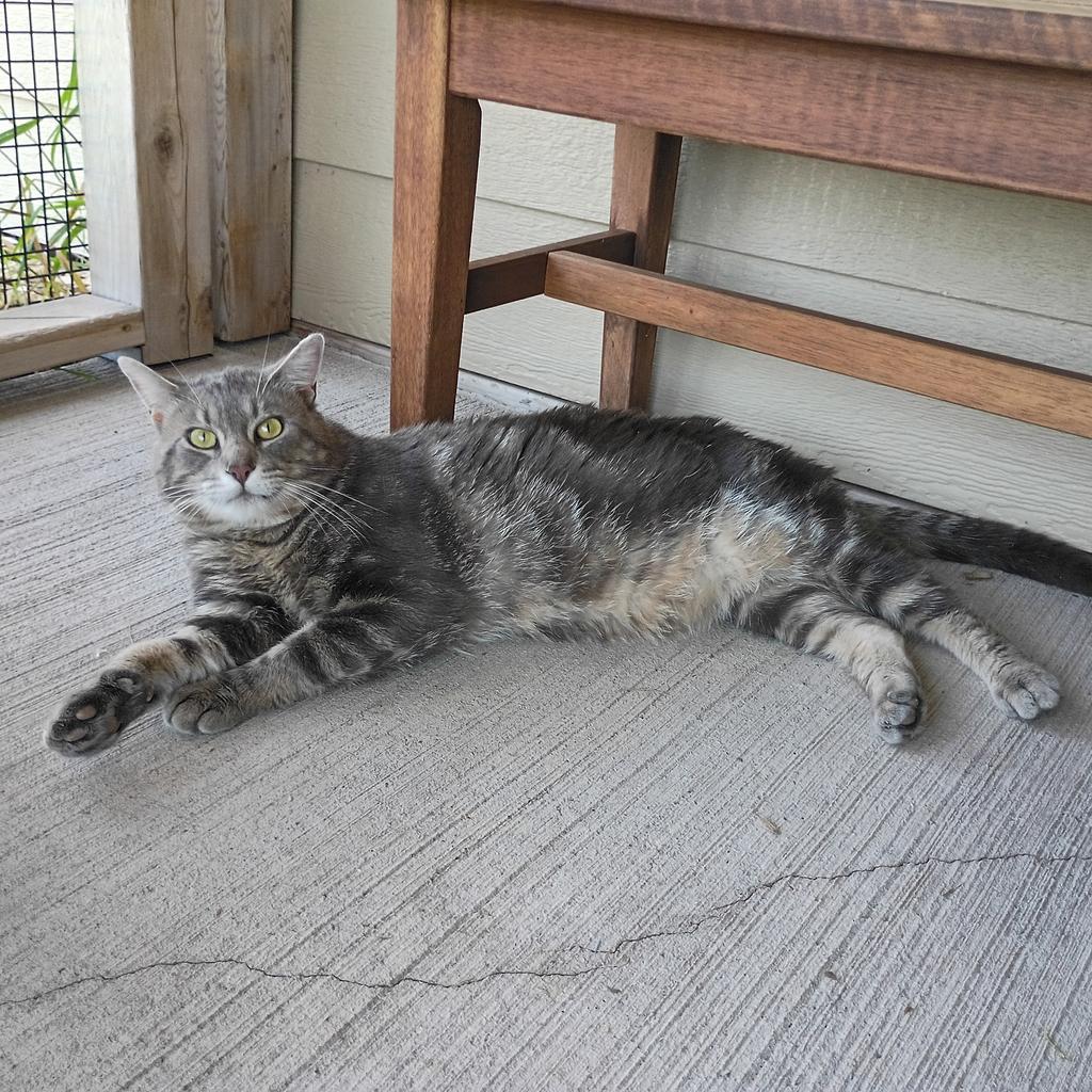Enlarge Earl Grey, a Adoptable mixed breed in Ashland, WI image 3/4