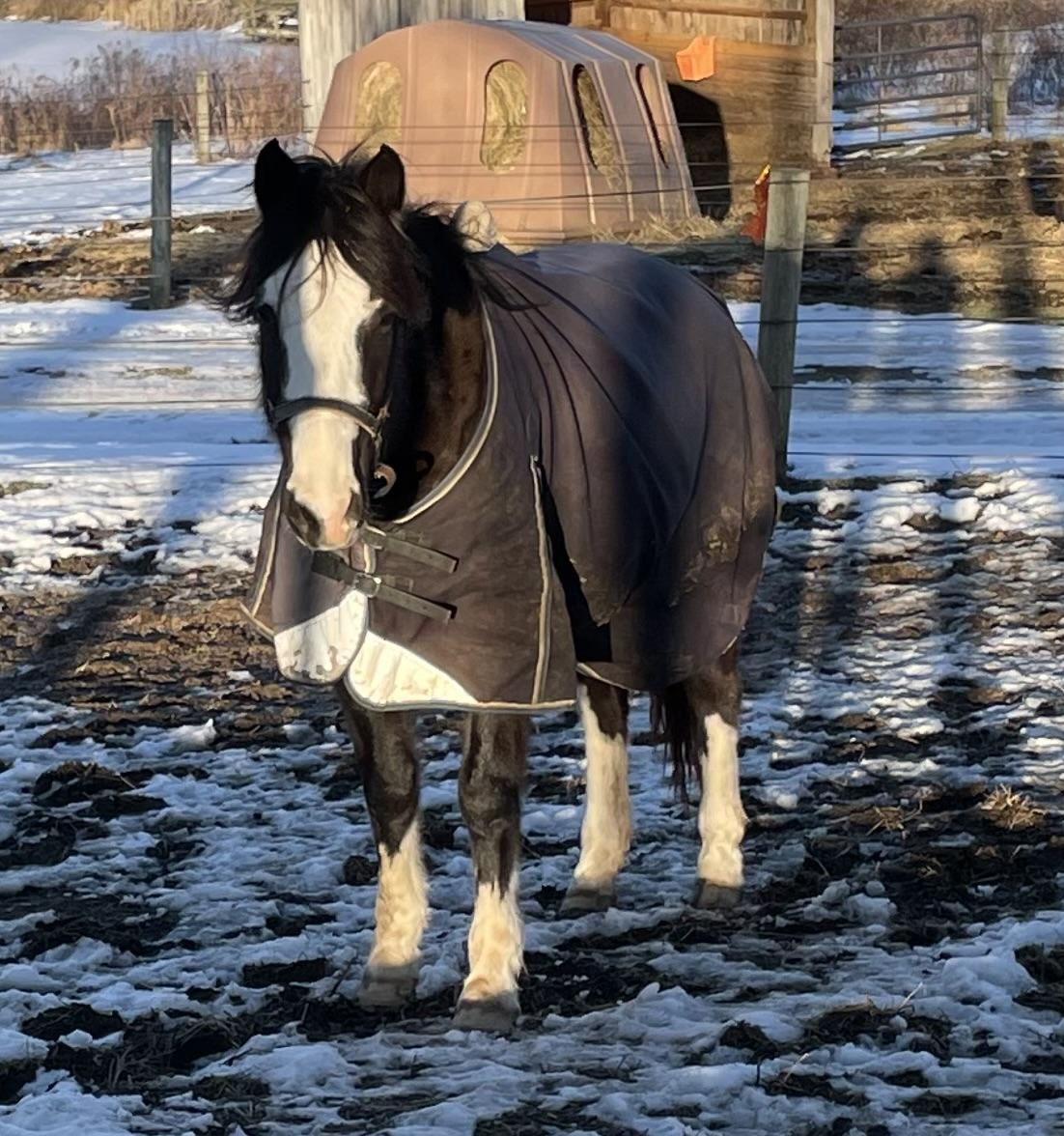 Enlarge Sage, a Adoptable Paint / Pinto in Athens, OH image 2/3