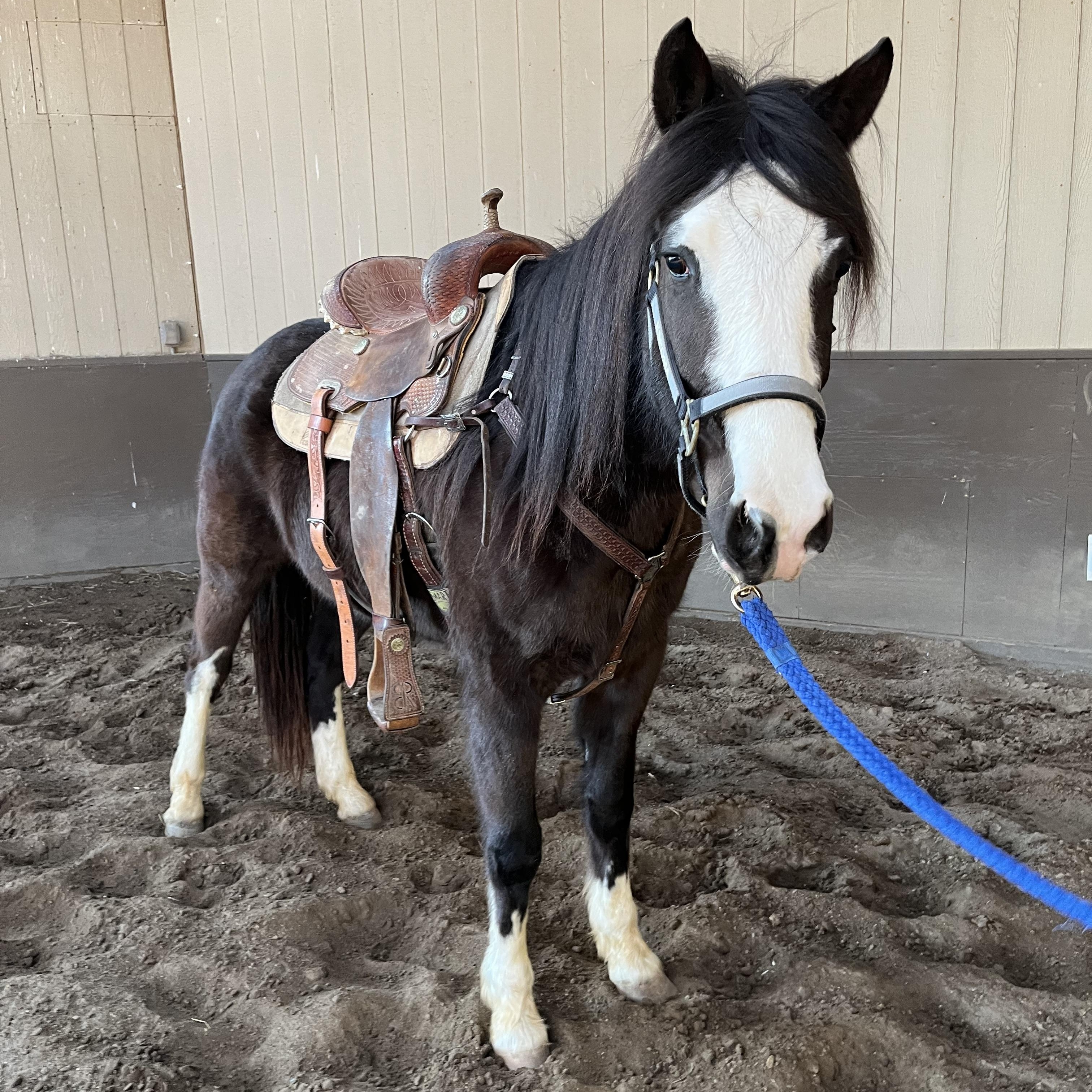 Enlarge Sage, a Adoptable Paint / Pinto in Athens, OH image 1/3