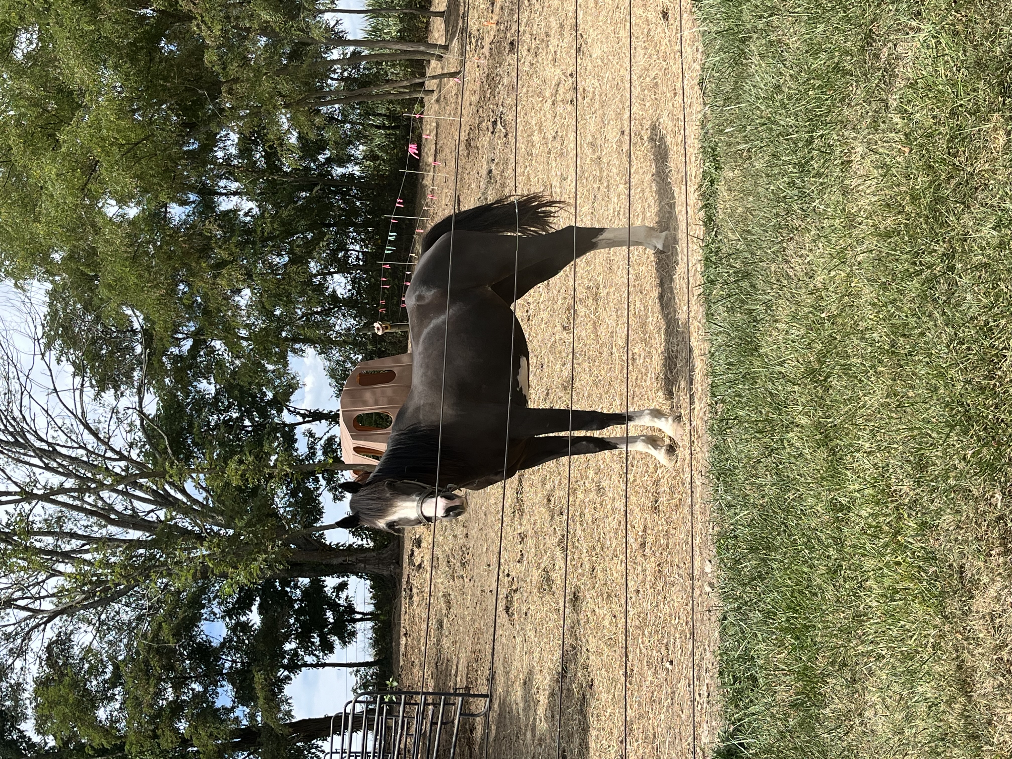 Enlarge Sage, a Adoptable Paint / Pinto in Athens, OH image 3/3
