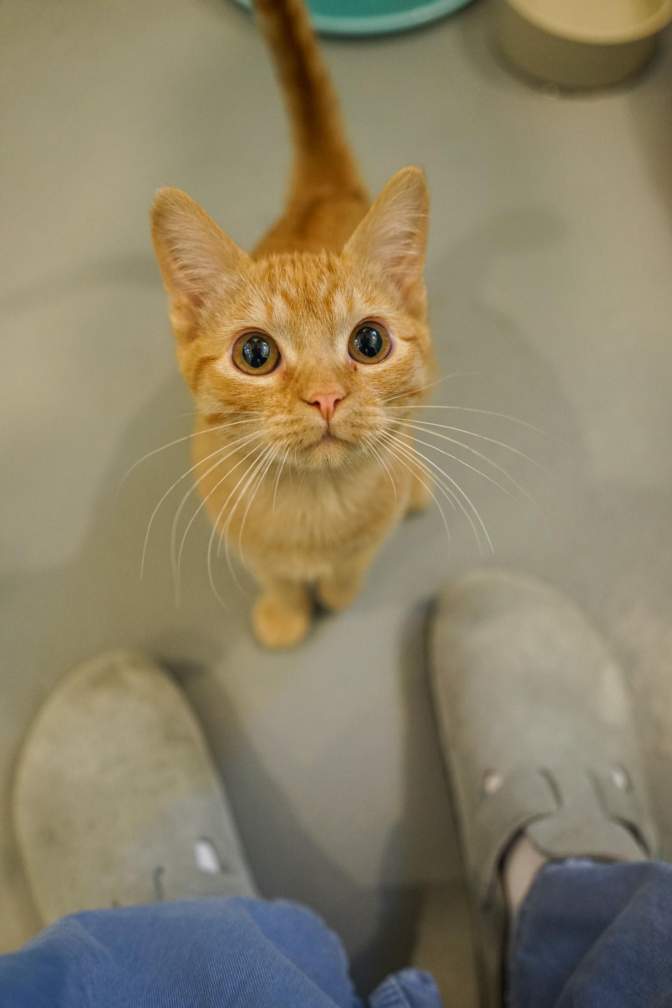 Pumpkinseed, Adoptable, Kitten Male Domestic Short Hair.