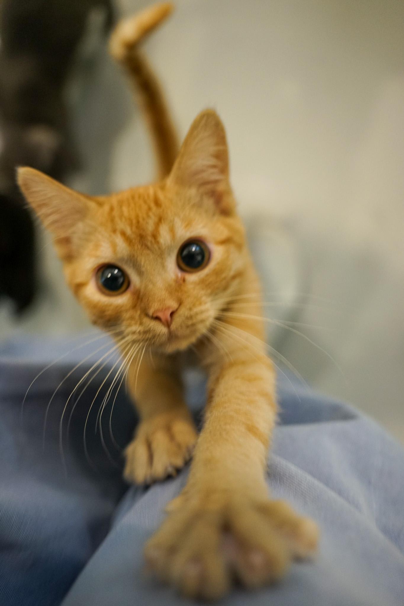 Enlarge Pumpkinseed, a Adoptable Domestic Short Hair in Jackson, WY image 2/2