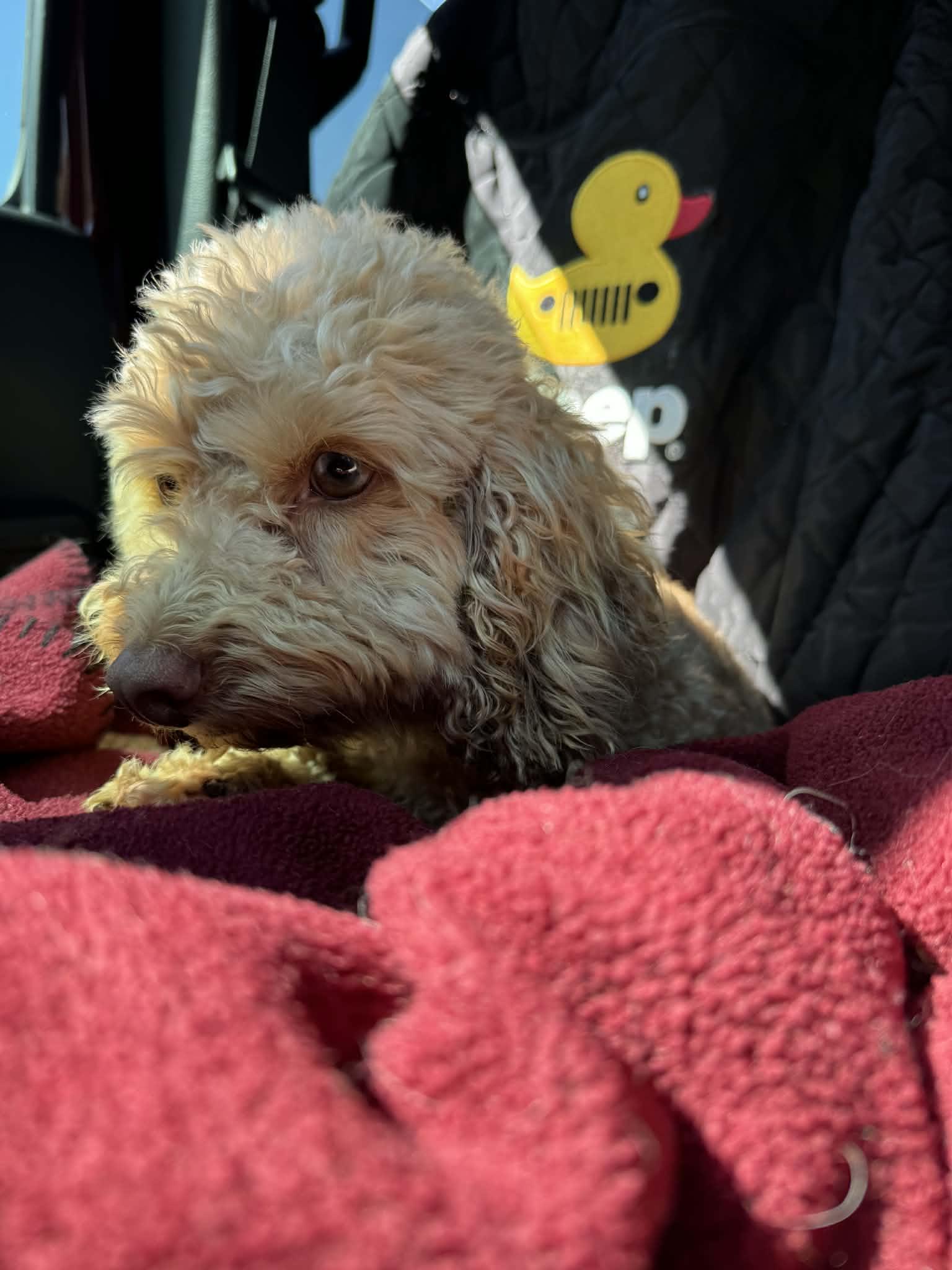 Cassie, Adopted, Adult Female Miniature Poodle & Cockapoo.