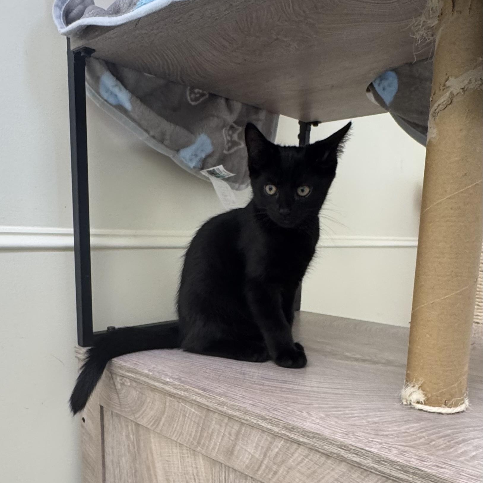 Tommy (Hiltiger), an adopted Tabby in East Northport, NY image 2/3