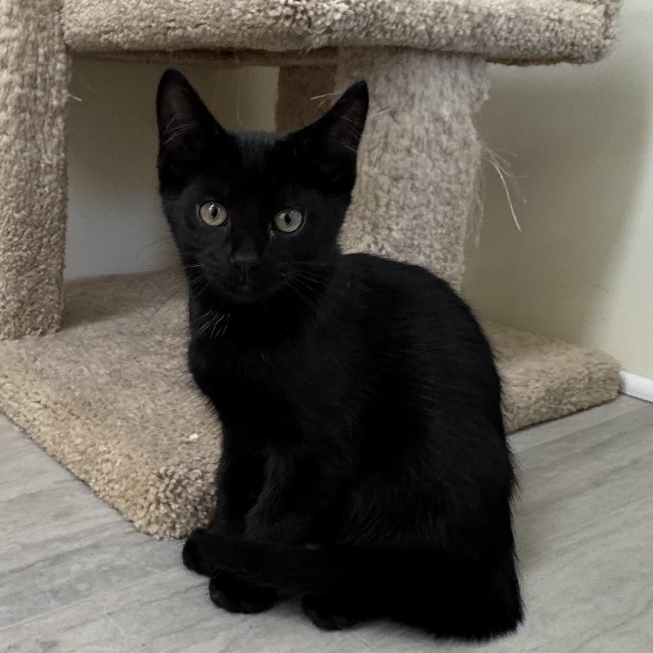 Tommy (Hiltiger), adopted, Kitten Male Tabby.