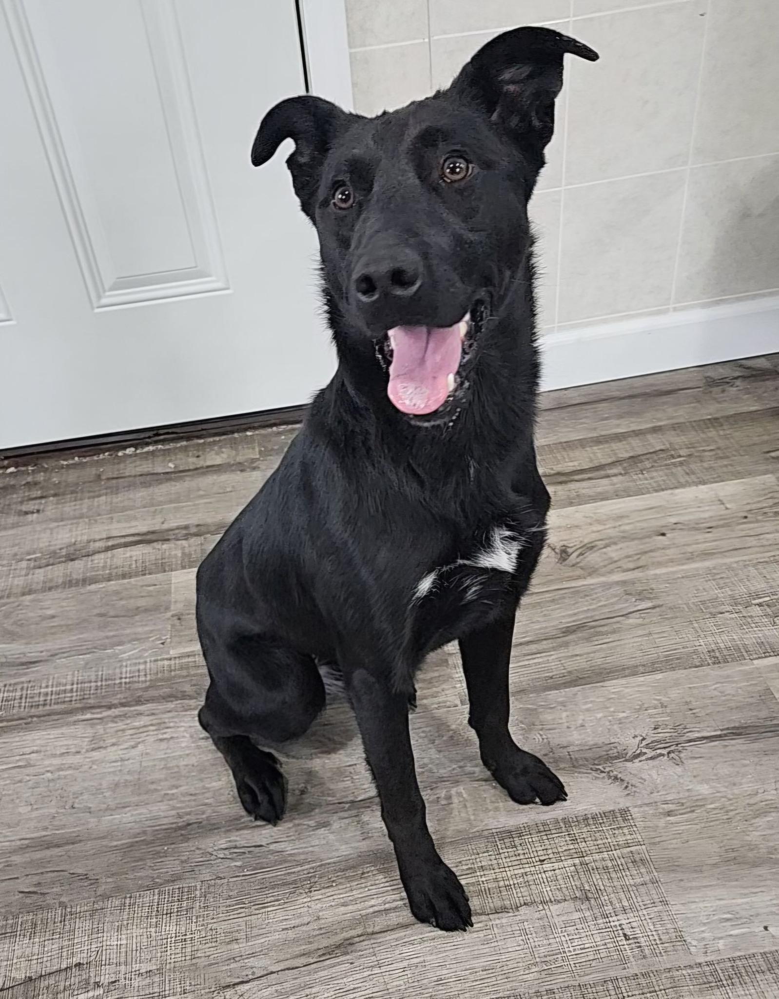Enlarge Ashley, a Adoptable Black Labrador Retriever in Hoopeston, IL image 1/4