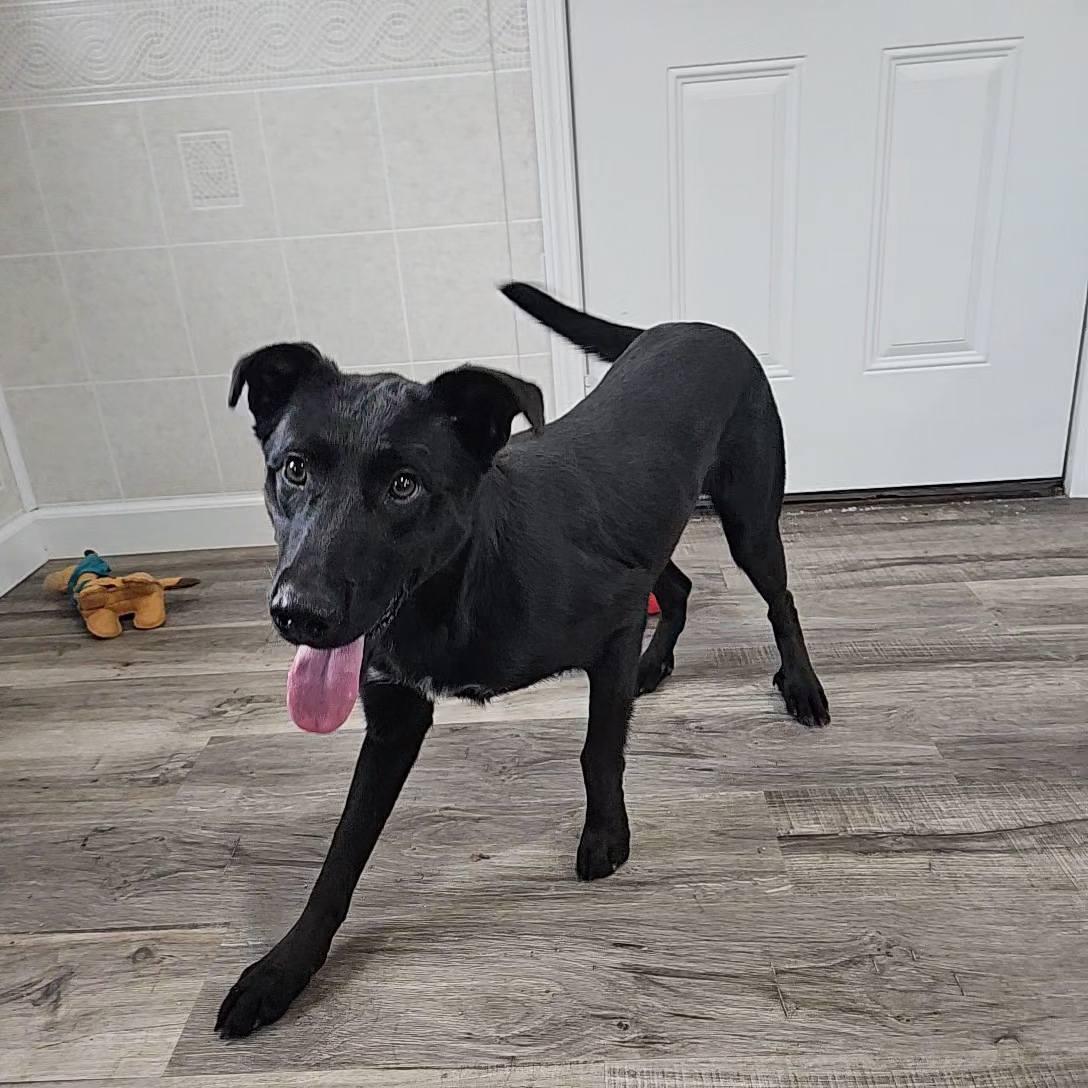 Enlarge Ashley, a Adoptable Black Labrador Retriever in Hoopeston, IL image 3/4