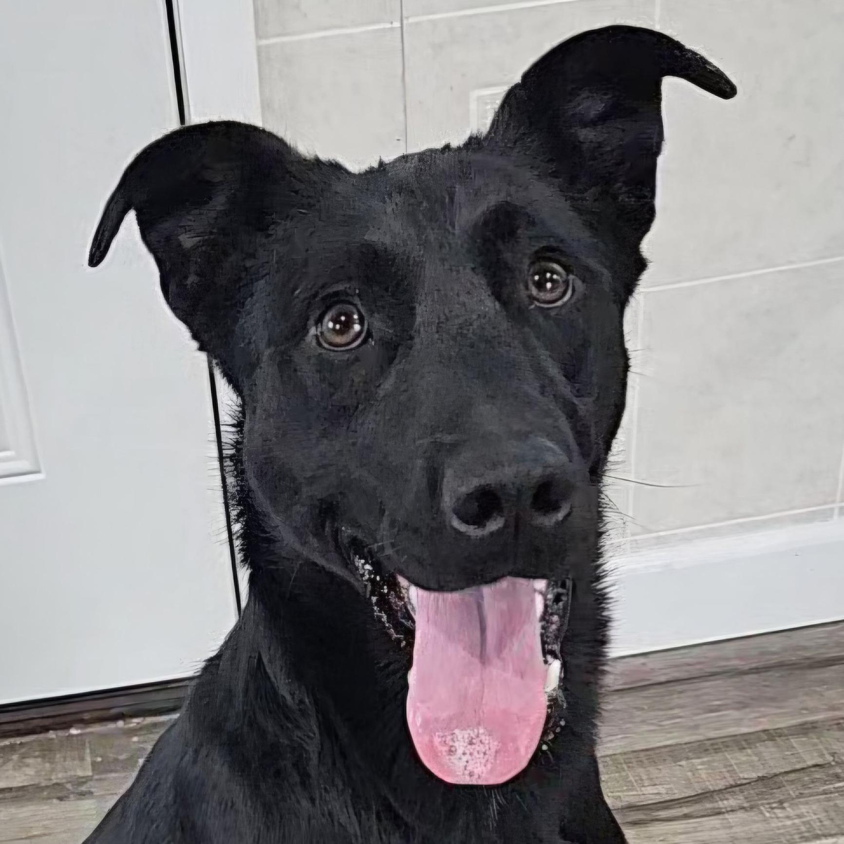 Enlarge Ashley, a Adoptable Black Labrador Retriever in Hoopeston, IL image 4/4