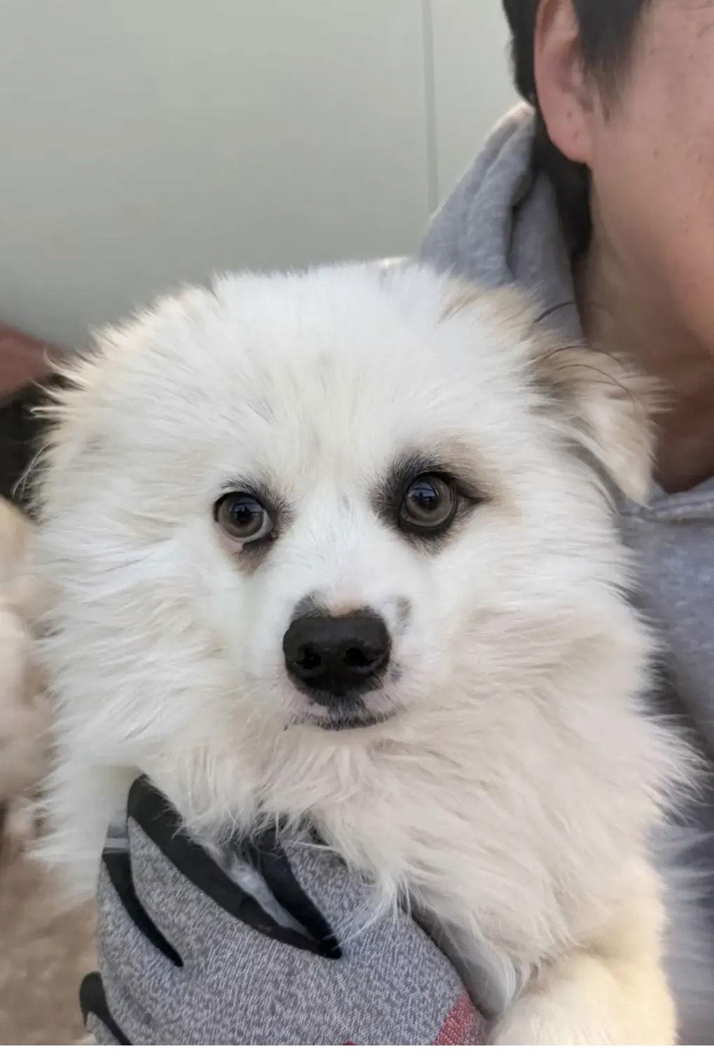 JJONG, Adoptable, Puppy Male Pomeranian & Spitz.