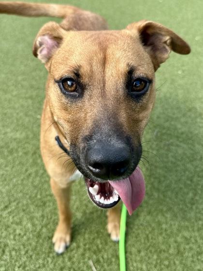 Ballyclare, a Adoptable mixed breed in Wichita, KS image 2/3