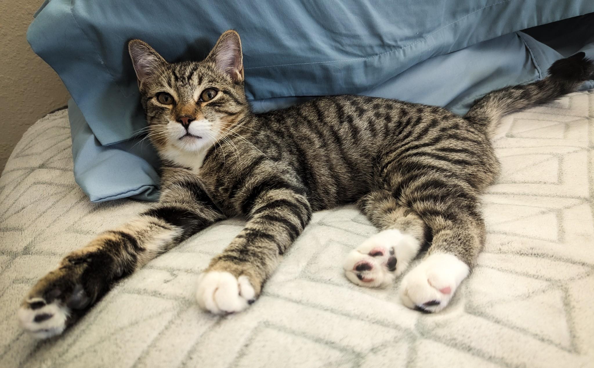 Enlarge Kodo, a Adoptable Domestic Short Hair in Albuquerque, NM image 1/1