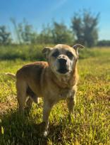 Enlarge Arlo, a Adoptable mixed breed in Winfield, KS image 1/1