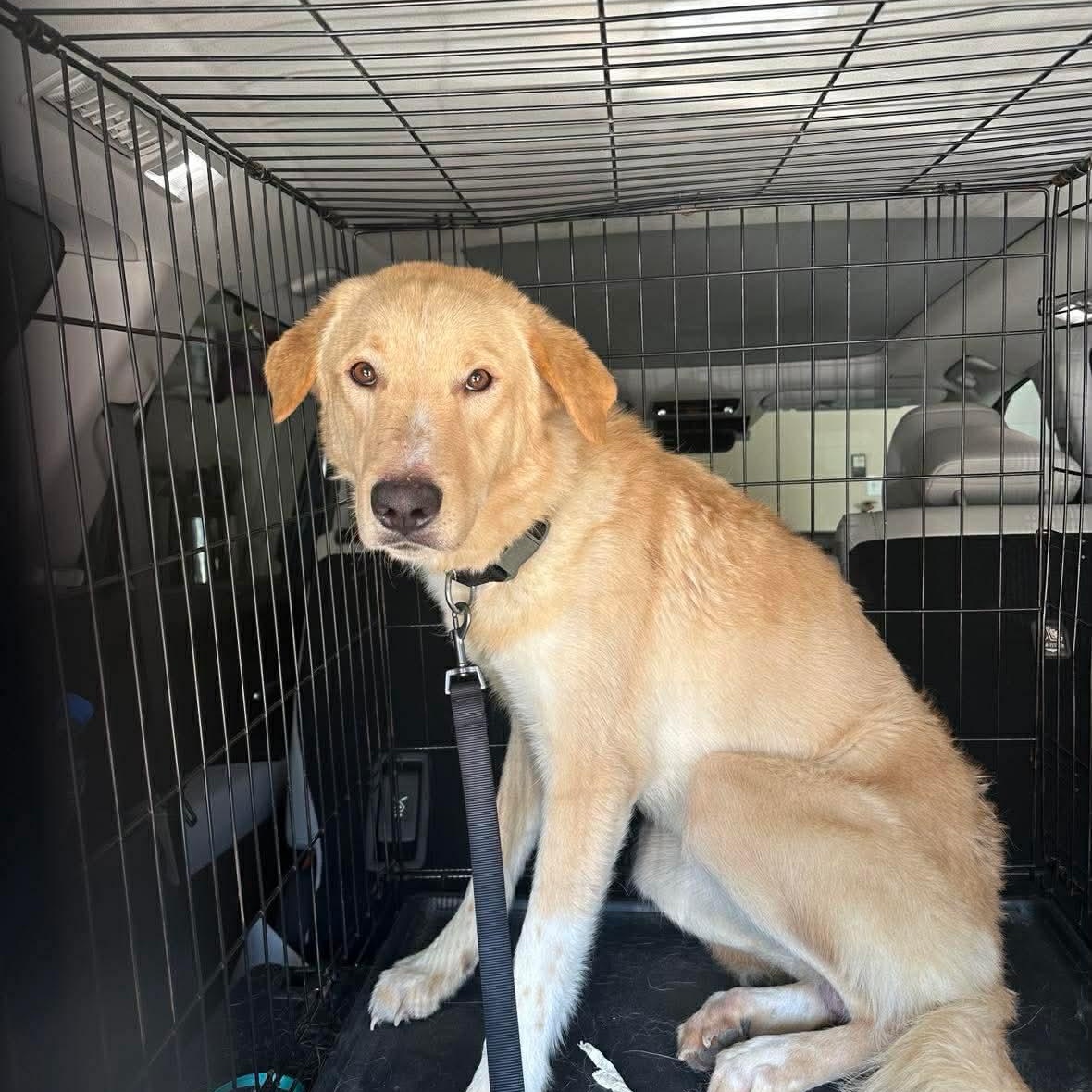 Cruz — thumbnail 6