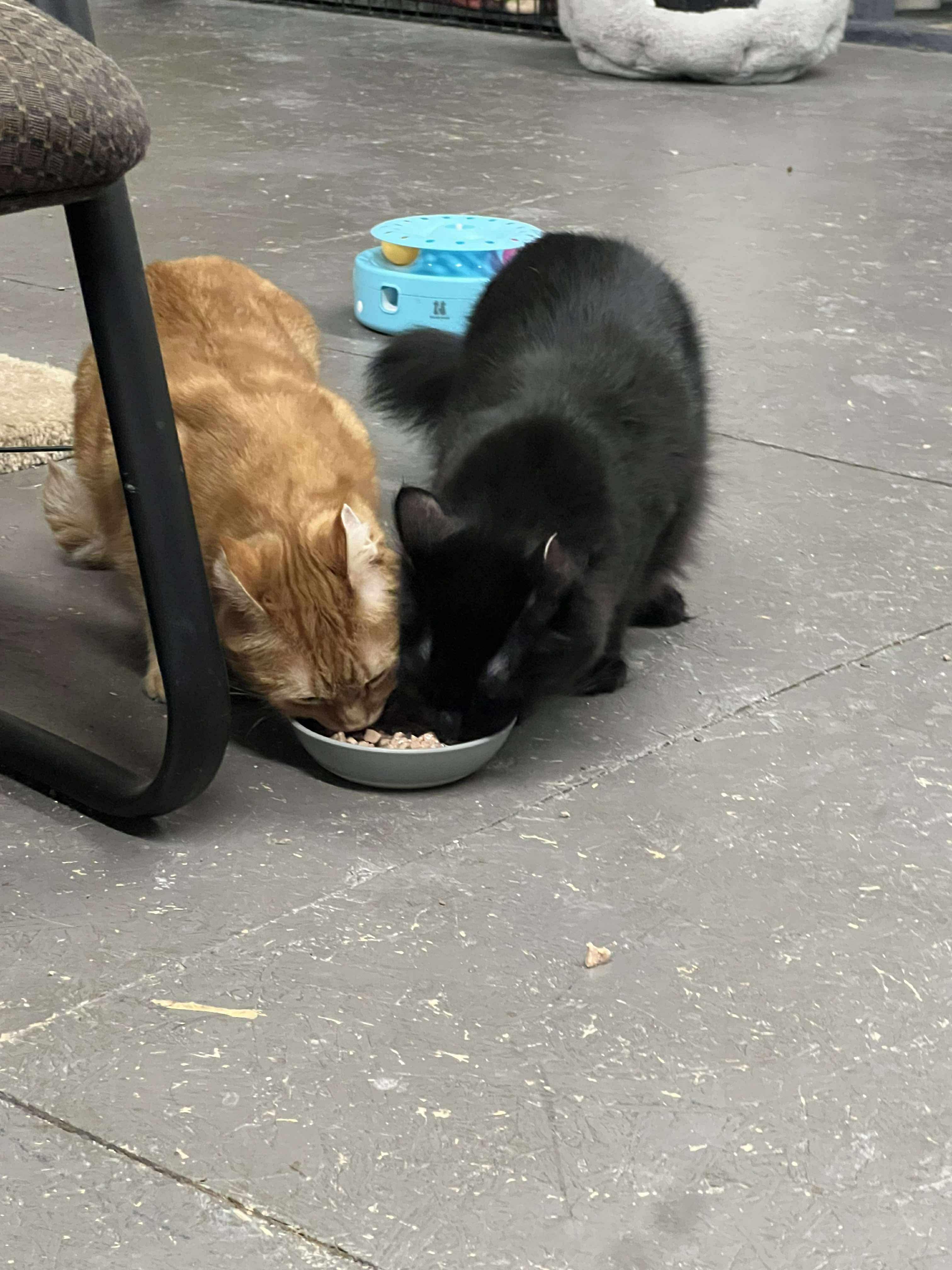 DREW & PENELOPE, a Adoptable Domestic Short Hair in Hartville, OH image 2/6