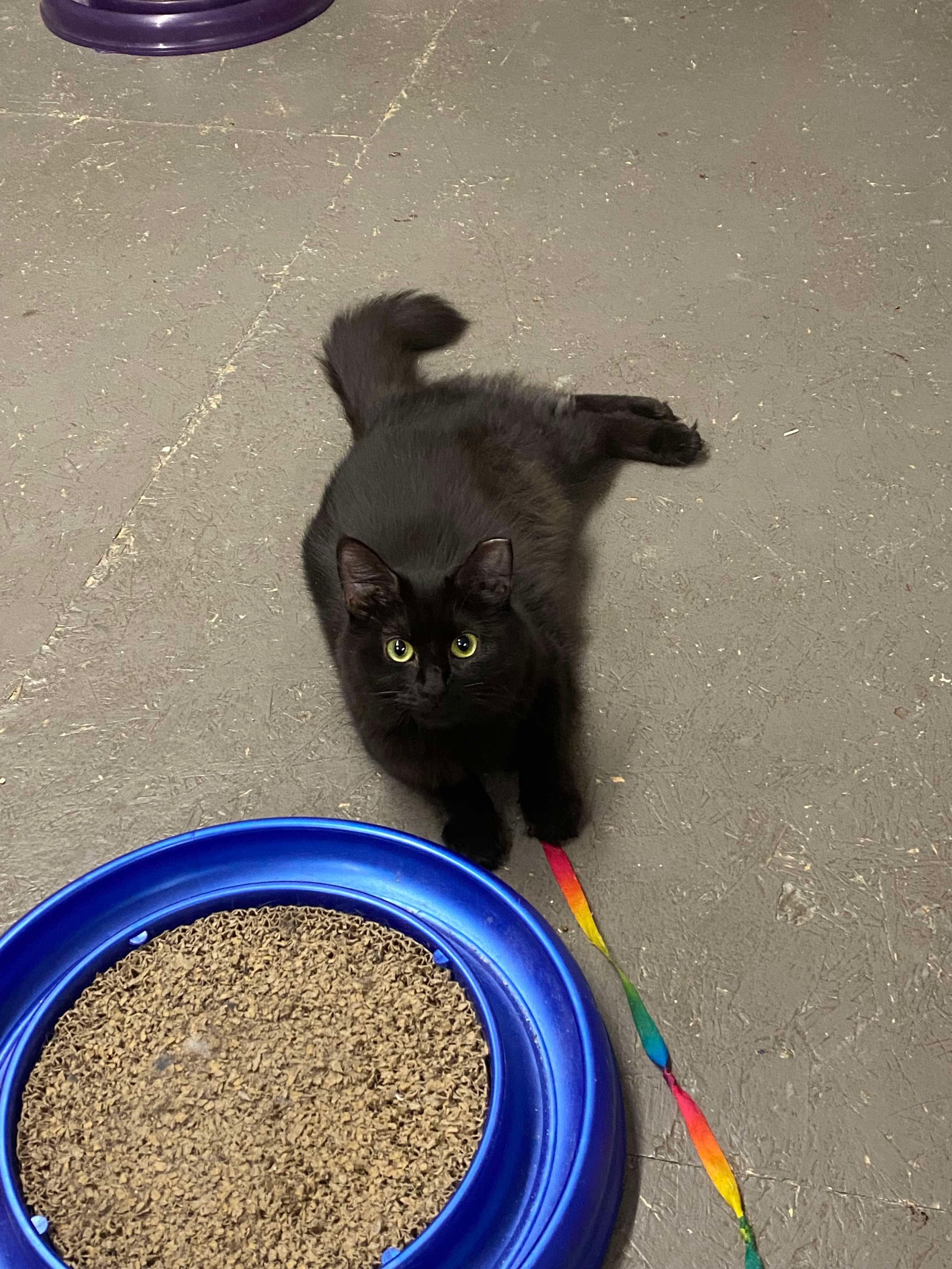 DREW & PENELOPE, a Adoptable Domestic Short Hair in Hartville, OH image 4/6