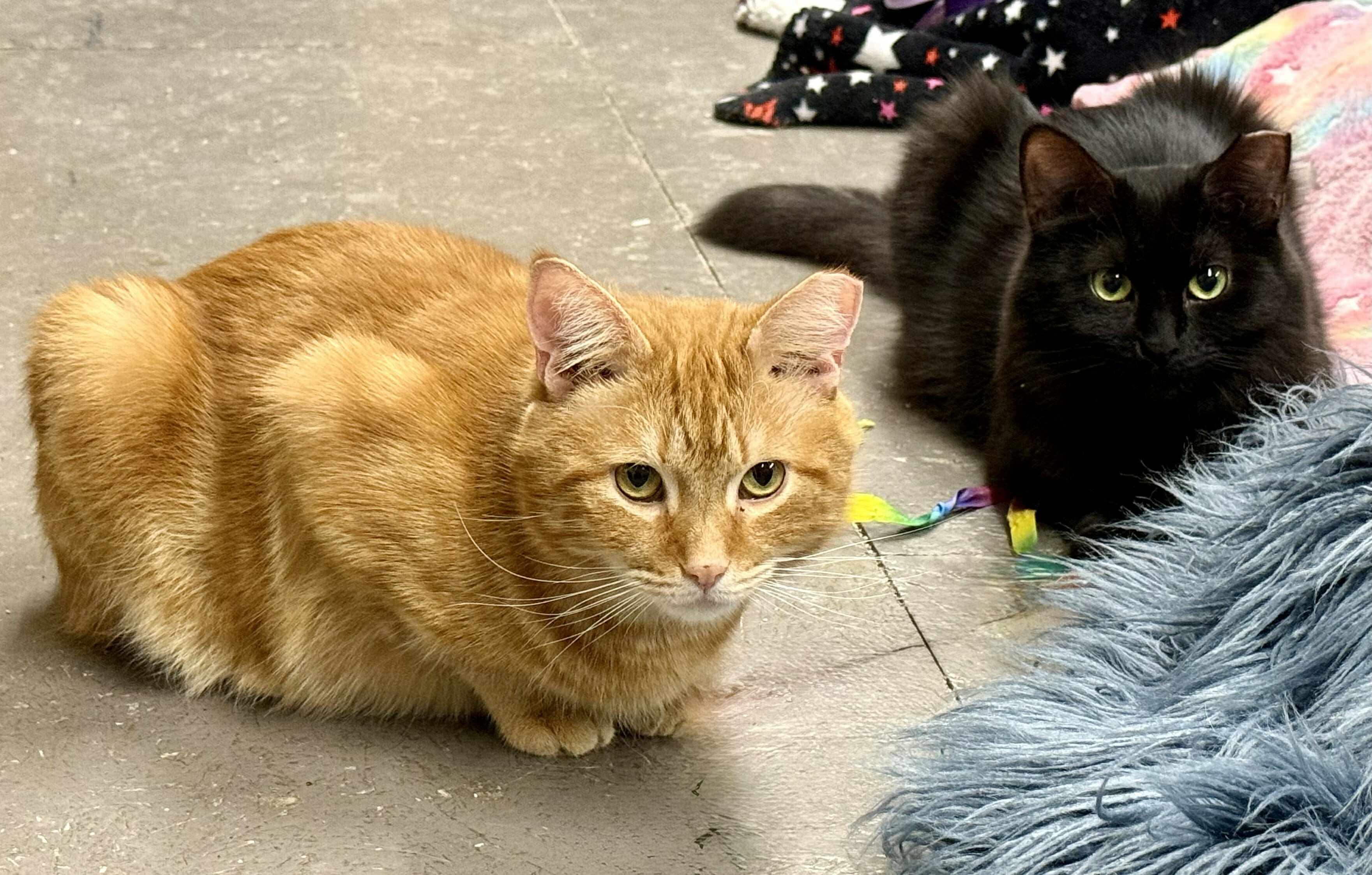 DREW & PENELOPE, Adoptable, Adult Female Domestic Short Hair.