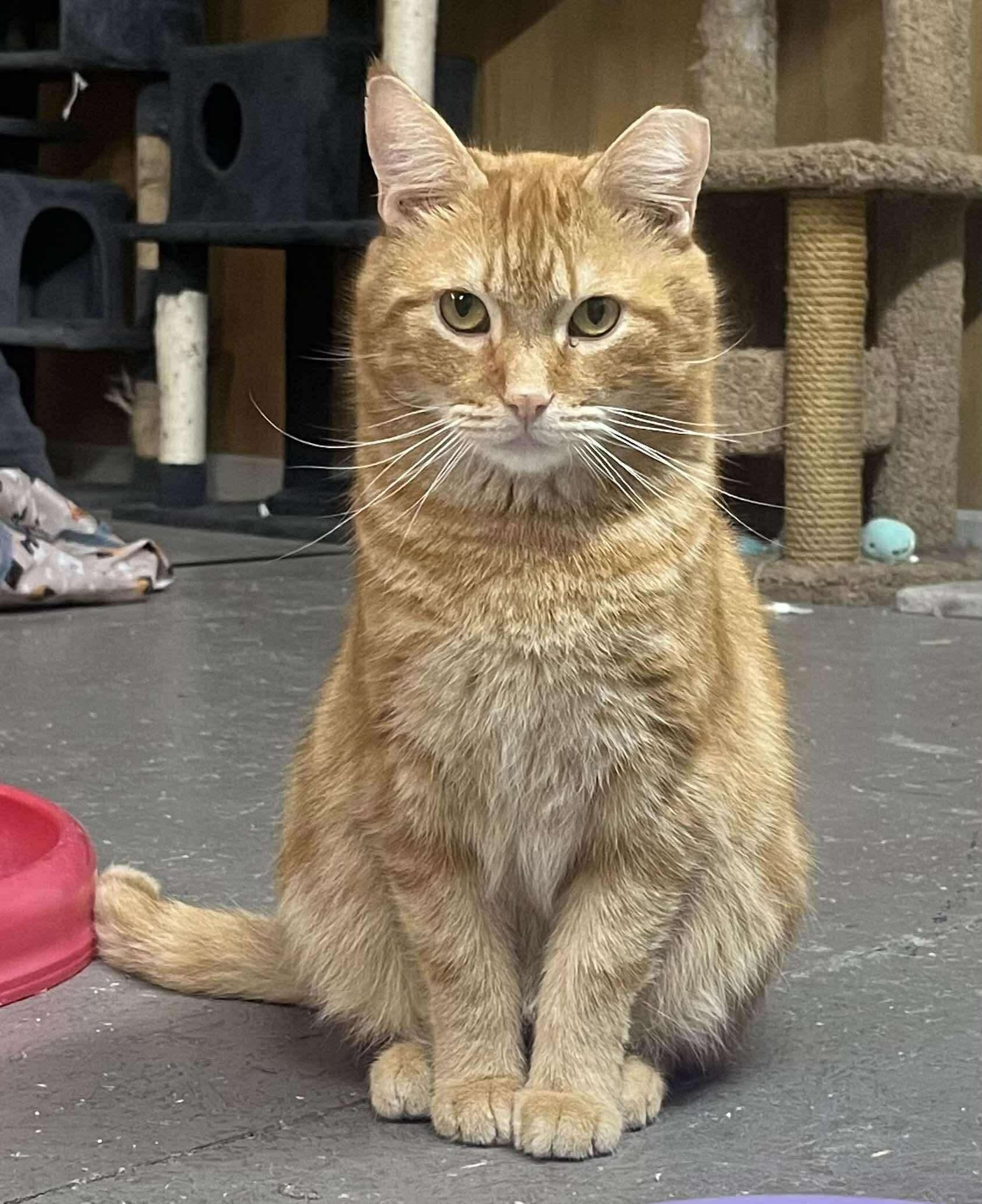 DREW & PENELOPE, a Adoptable Domestic Short Hair in Hartville, OH image 6/6