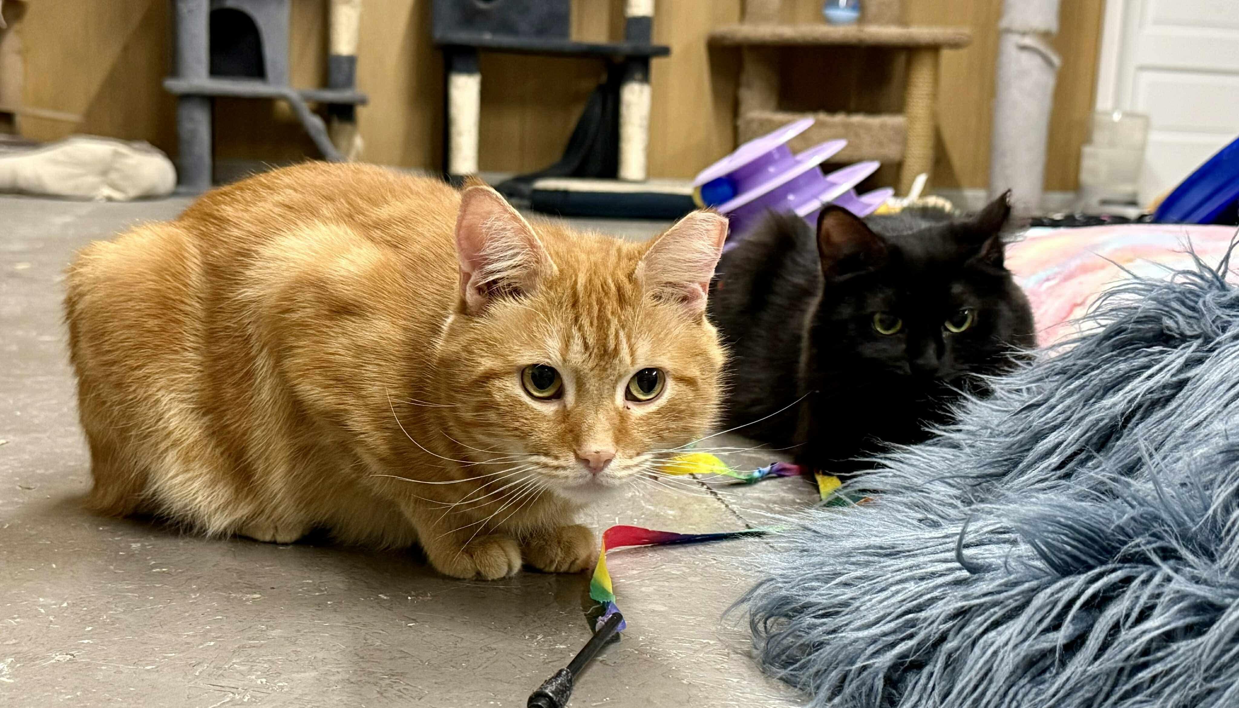 DREW & PENELOPE, a Adoptable Domestic Short Hair in Hartville, OH image 3/6