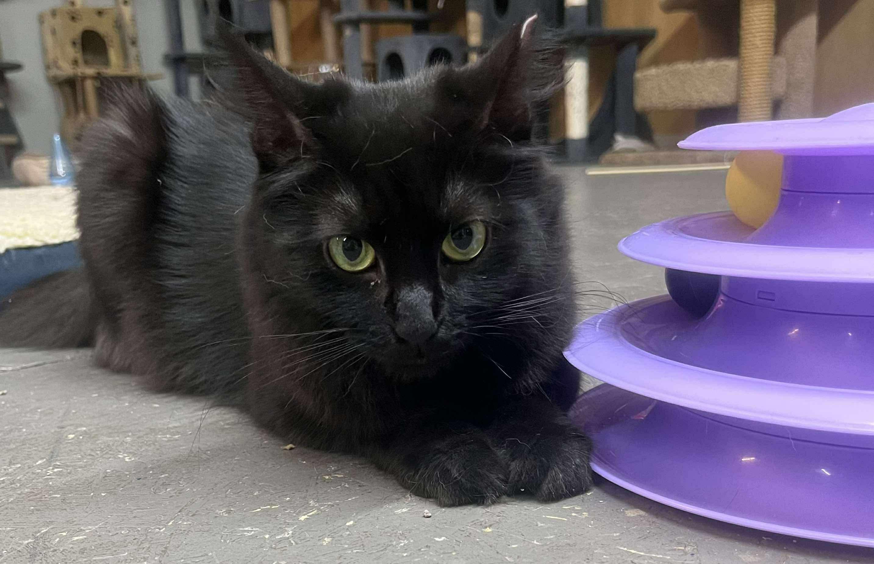 DREW & PENELOPE, a Adoptable Domestic Short Hair in Hartville, OH image 5/6