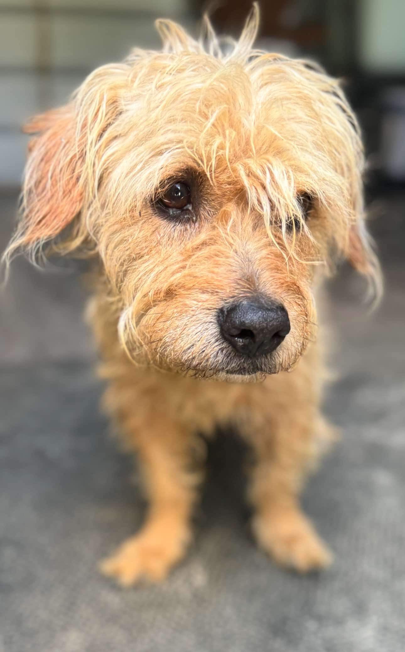Benji, Senior Male Mixed Breed