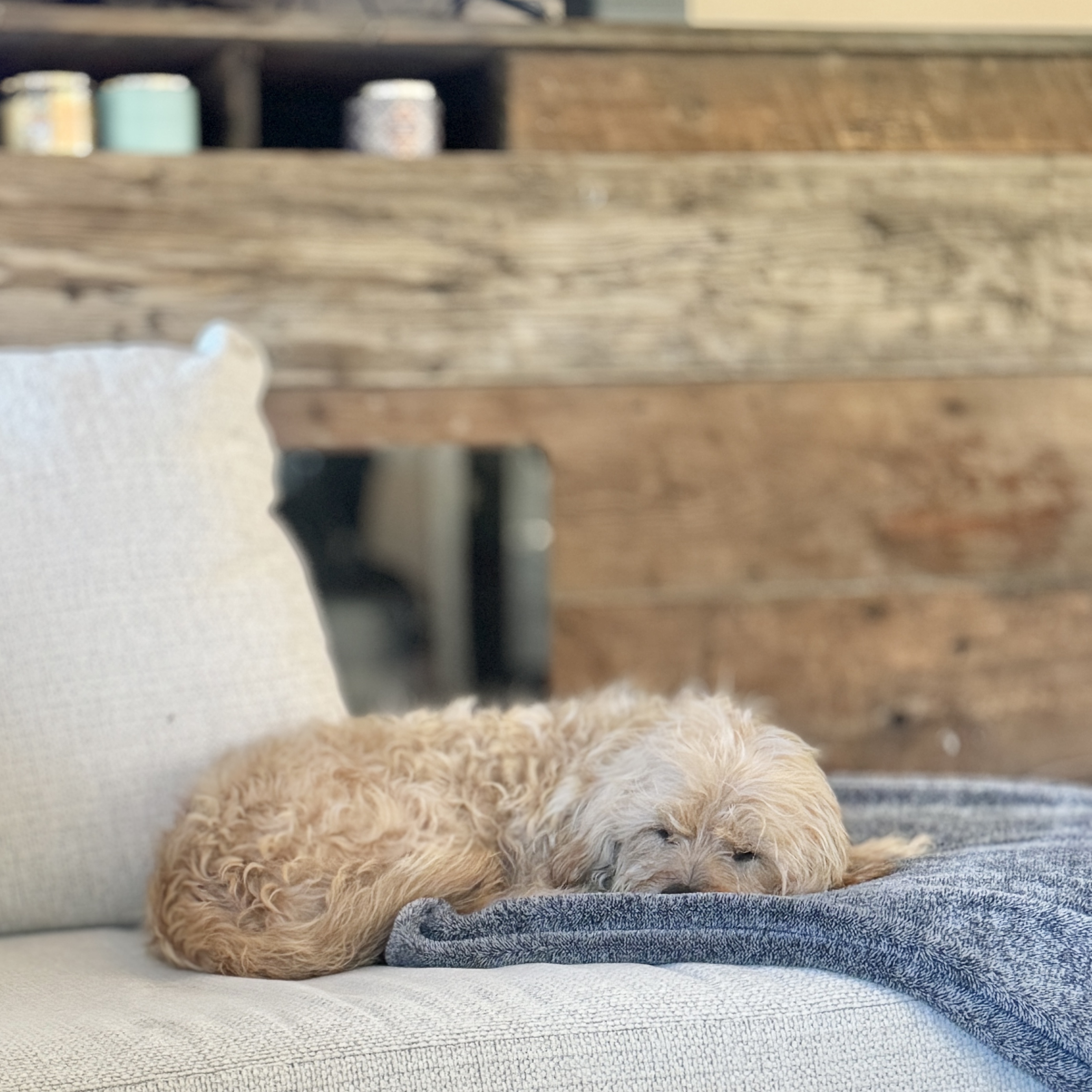 Benji photo 6