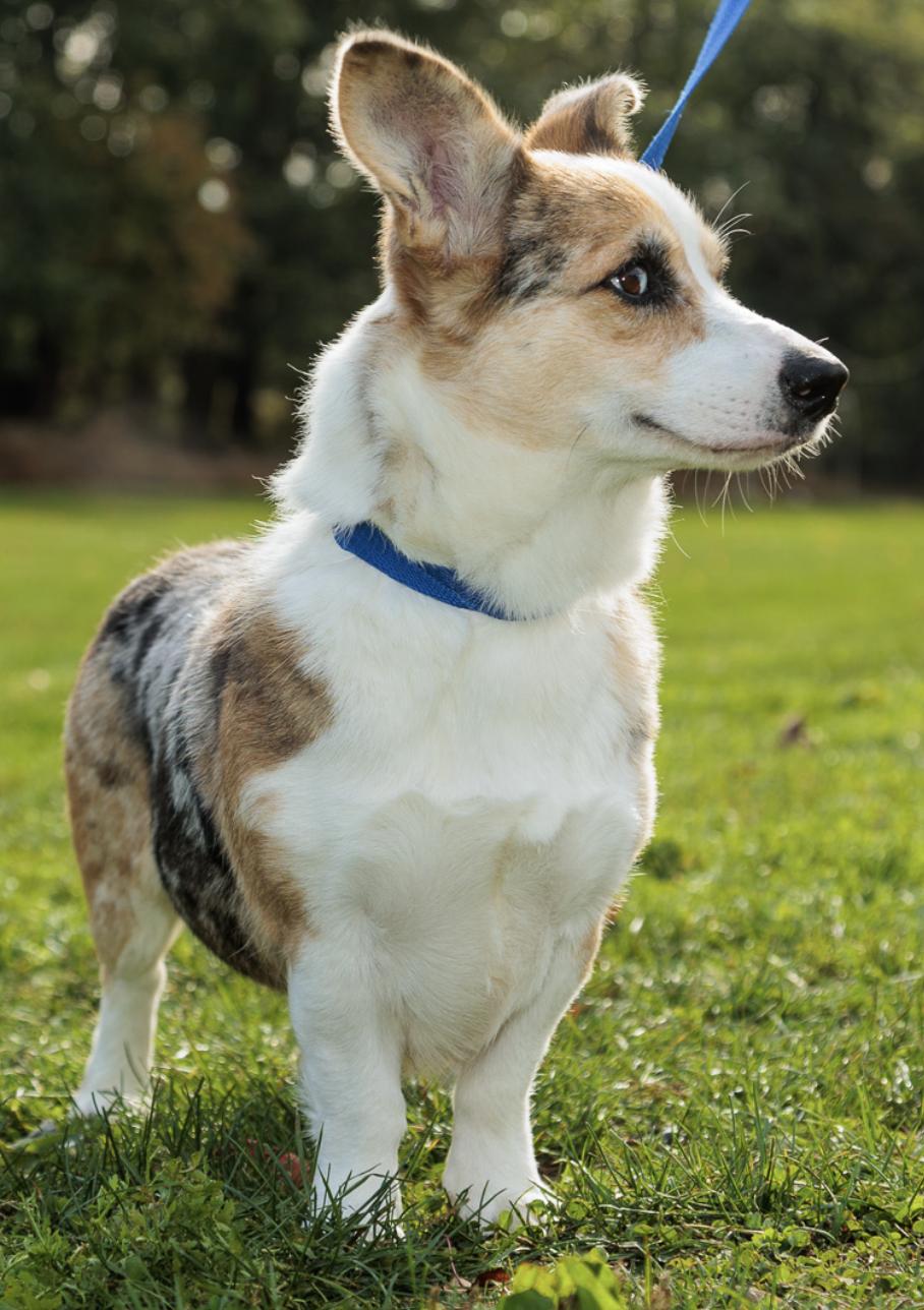 Enlarge Lorelei, an adopted Corgi in Chester Springs, PA image 3/3
