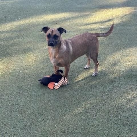 CHIQUITA, a Adoptable mixed breed in houston, TX image 5/6