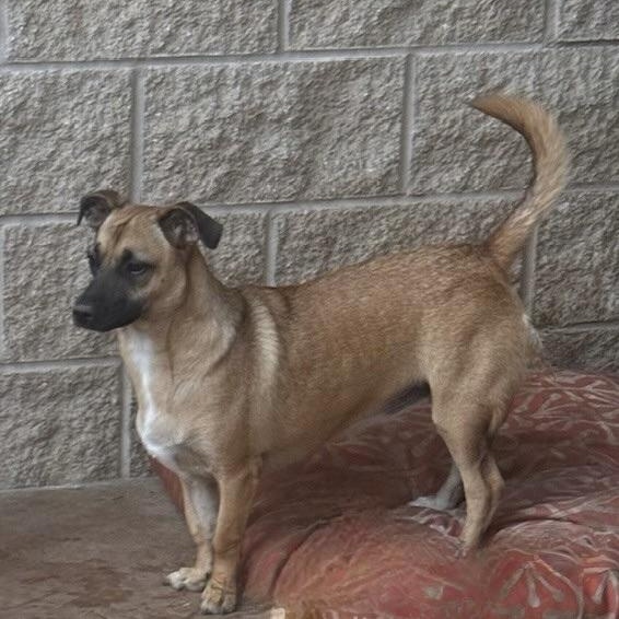 CHIQUITA, a Adoptable mixed breed in houston, TX image 3/6