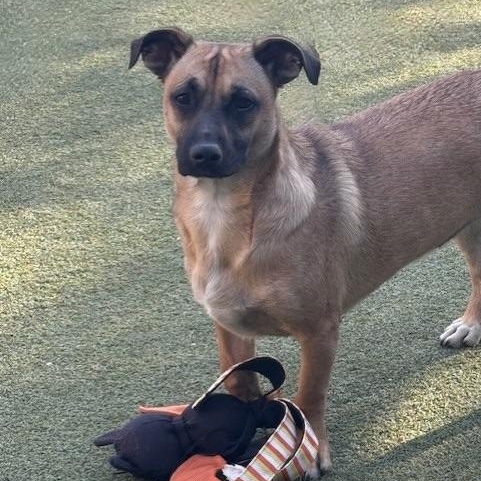 CHIQUITA, a Adoptable mixed breed in houston, TX image 4/6