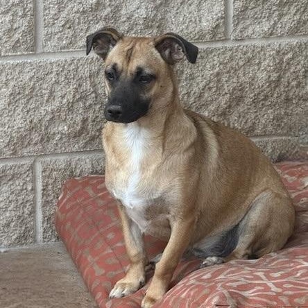 CHIQUITA, a Adoptable mixed breed in houston, TX image 2/6
