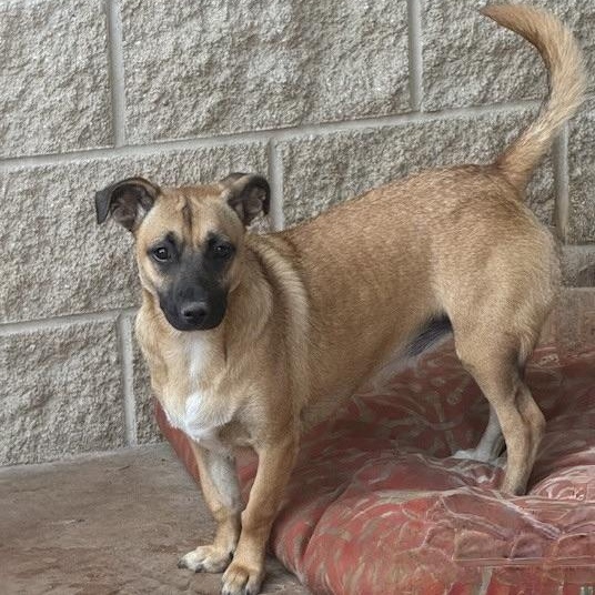 CHIQUITA, a Adoptable mixed breed in houston, TX image 1/6