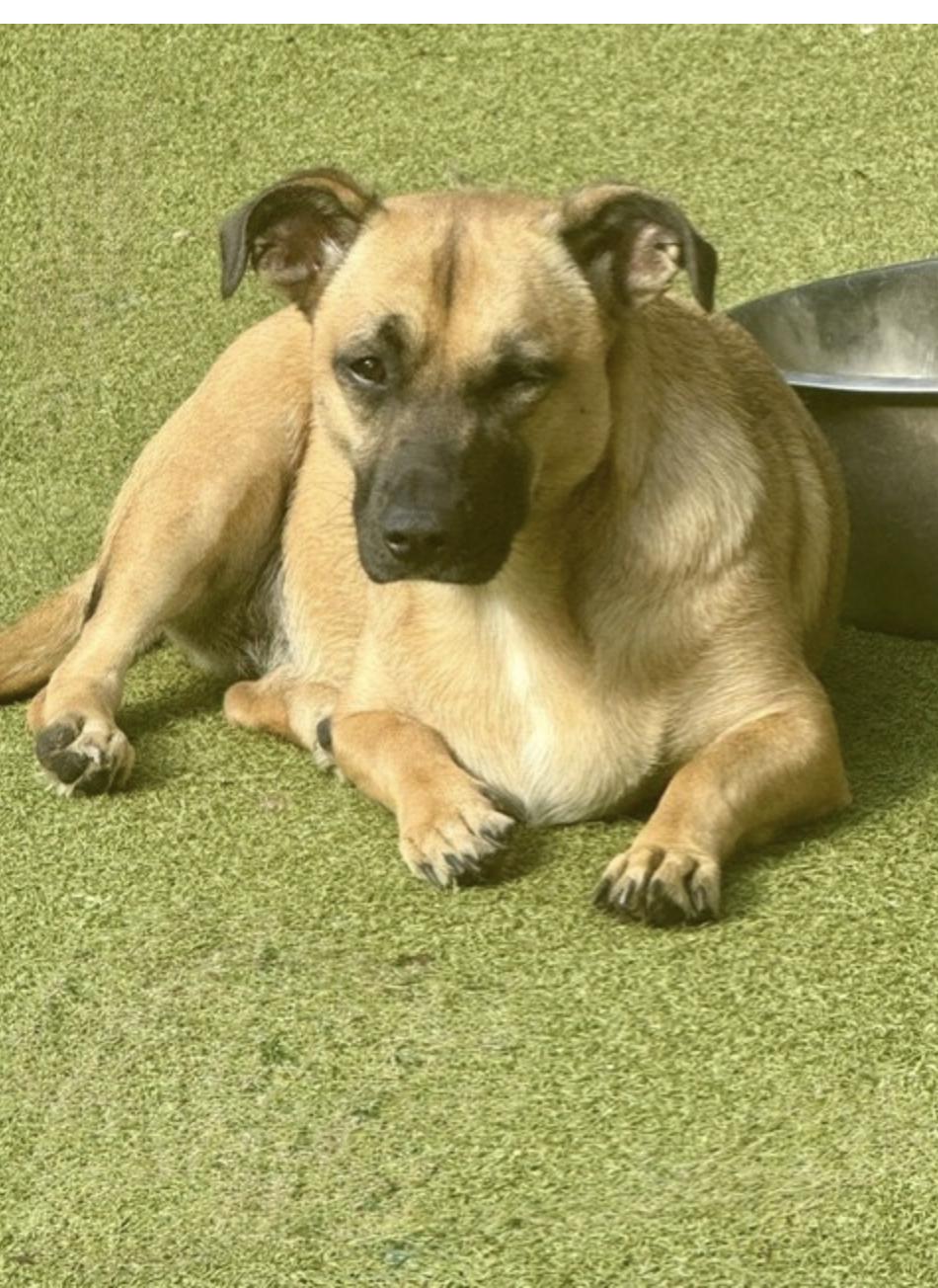 CHIQUITA, a Adoptable mixed breed in houston, TX image 2/6