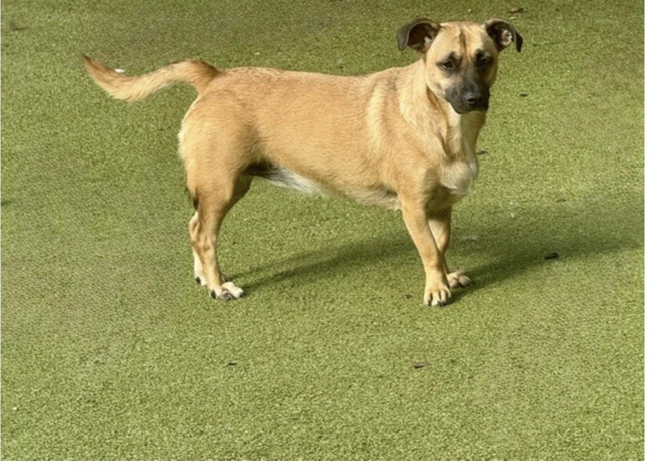 CHIQUITA, a Adoptable mixed breed in houston, TX image 1/6