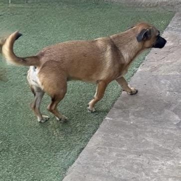 CHIQUITA, a Adoptable mixed breed in houston, TX image 6/6