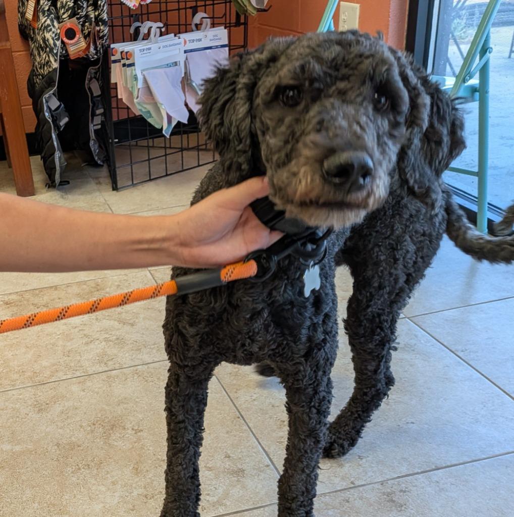 Myla, Adoptable, Adult Female Poodle & Bernese Mountain Dog.