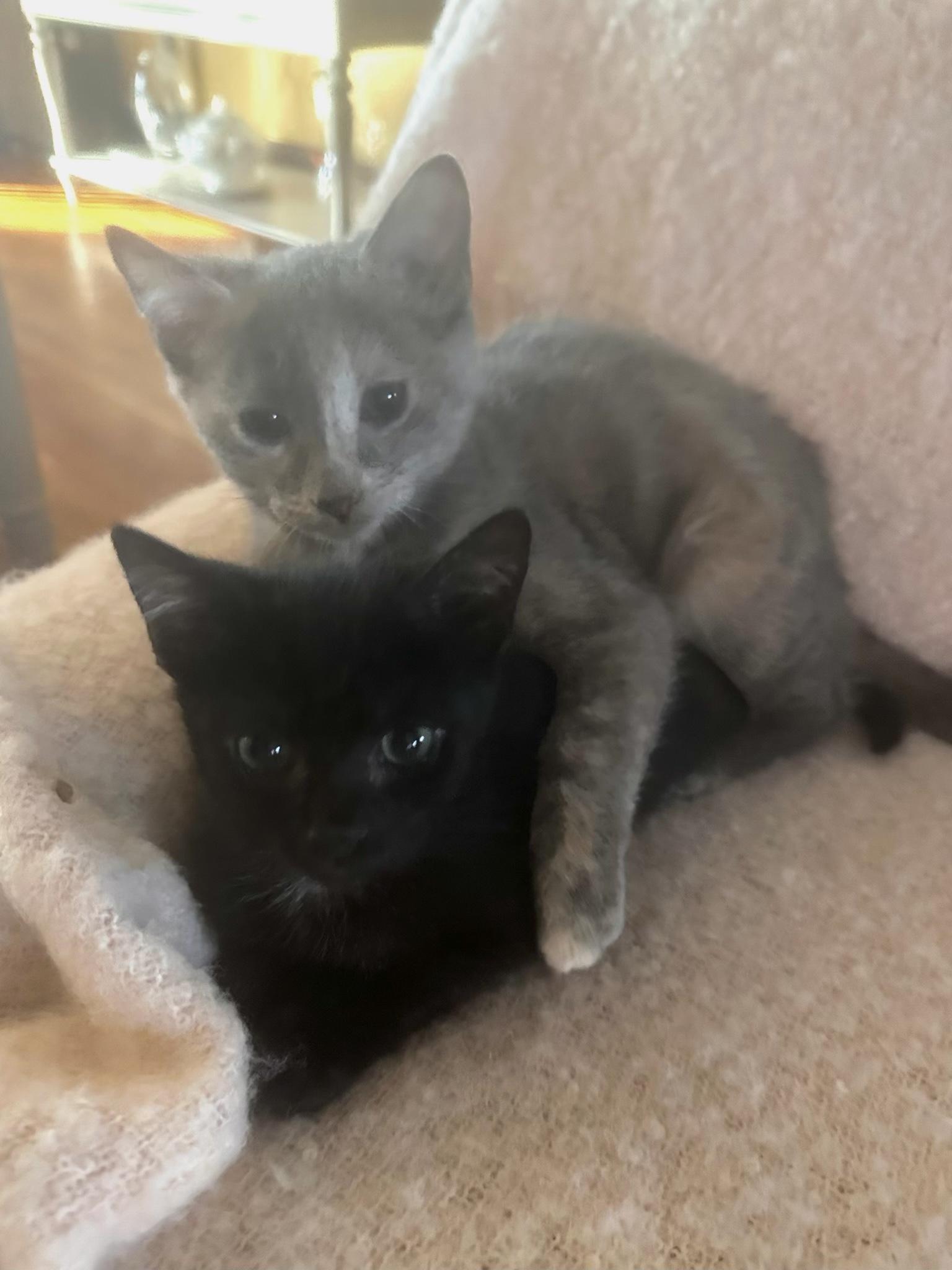 Hazelnut and Blackberry